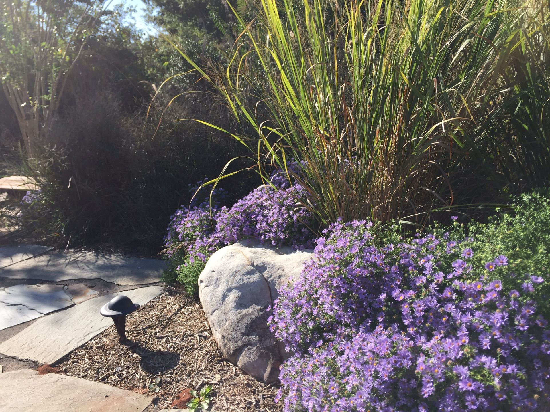 A garden bed with purple flowers, tall green grasses, and a large rock next to a stone path.