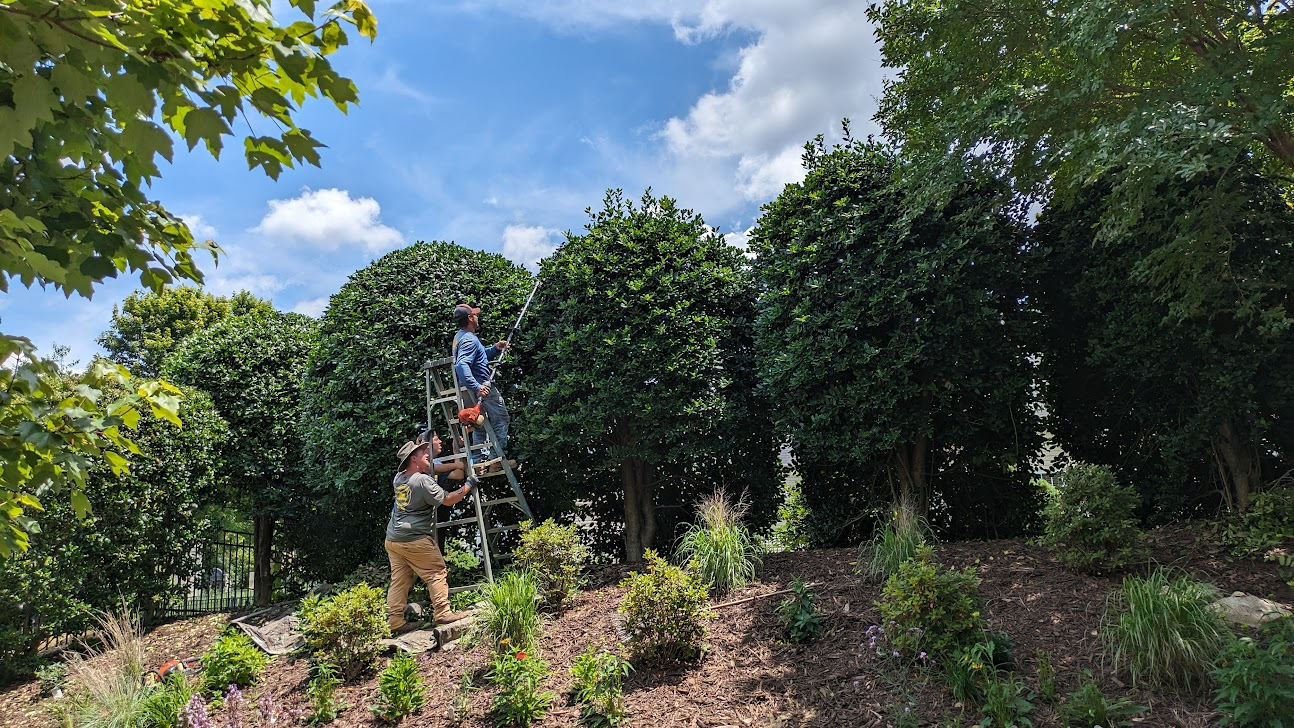 Two people trimming tall, rounded green bushes with a ladder and tools under a partly cloudy sky.