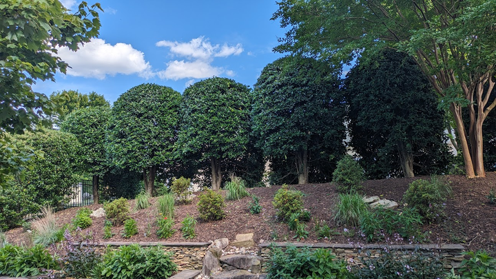 Row of neatly trimmed green trees on a hill, with garden beds in front. Blue sky with clouds.