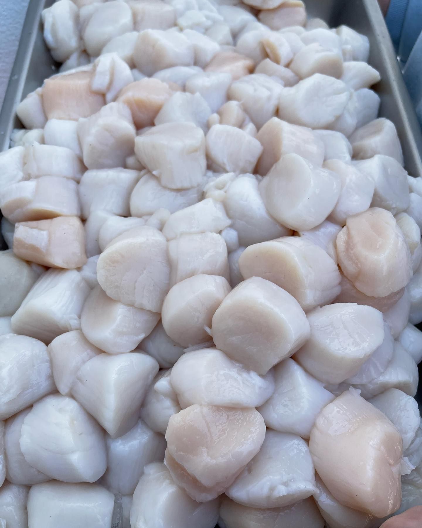 Pile of fresh, raw scallops in a metal tray; white and light pink colors.