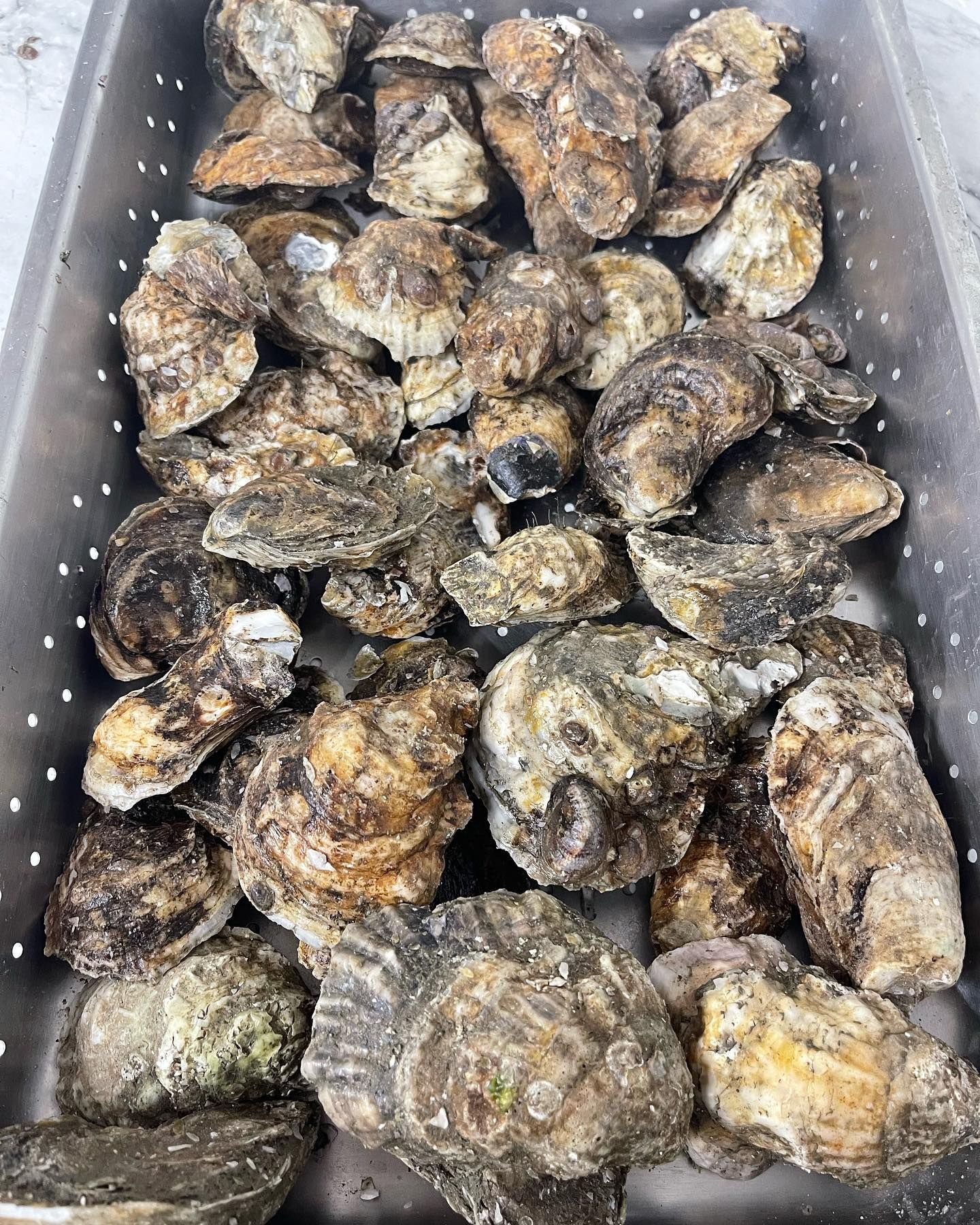 Oysters in a stainless steel container, a mix of sizes and shapes, with mottled gray-brown shells.