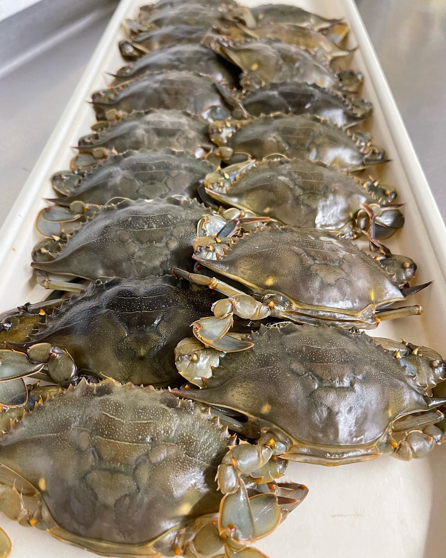 Tray of freshly caught crabs with mottled gray-green shells.