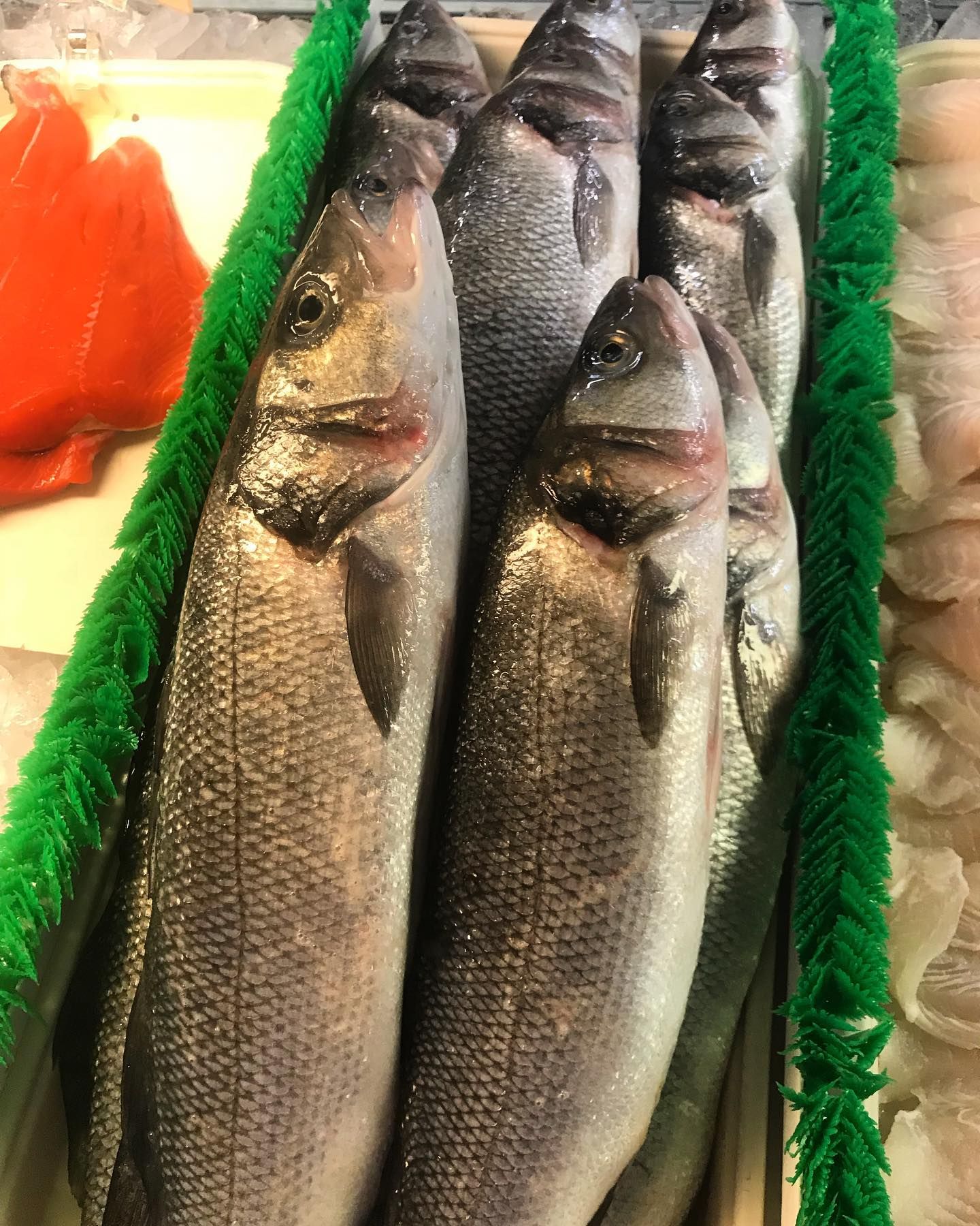 Fresh fish displayed at a market, with gray-scaled bodies and dark eyes.