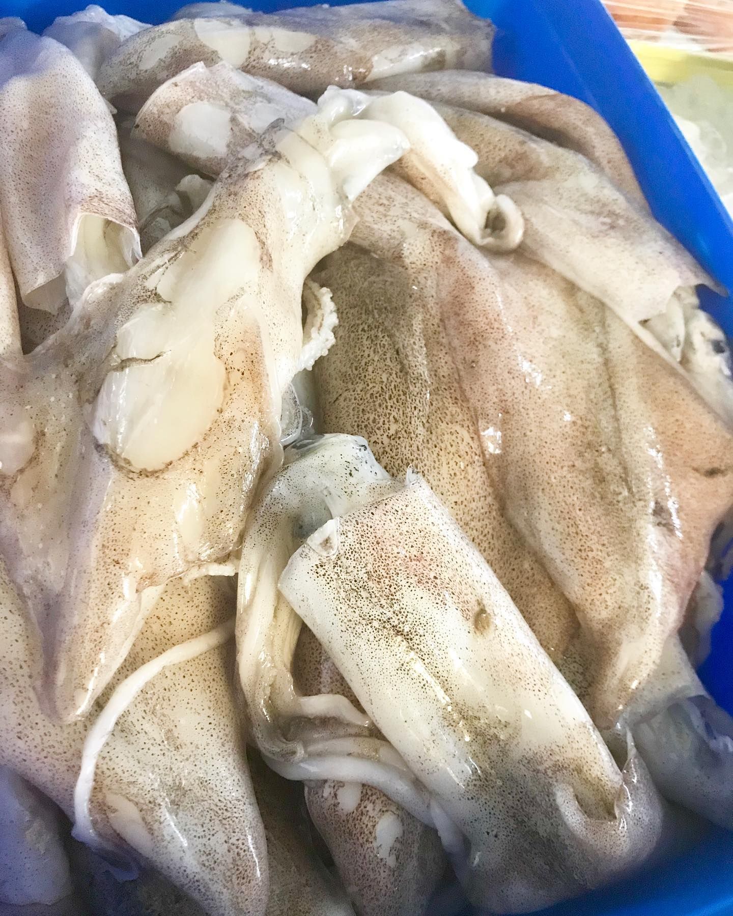 Fresh squid in a blue container, various sizes, shades of white and brown.