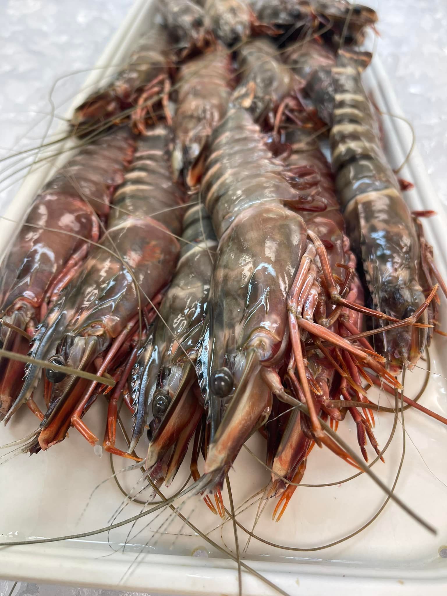 Raw tiger prawns on a white platter; reddish-brown and gray striped shells.
