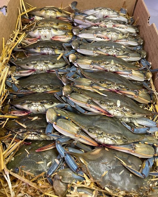 Box of live blue crabs on straw. Blue and green crabs with blue claws.