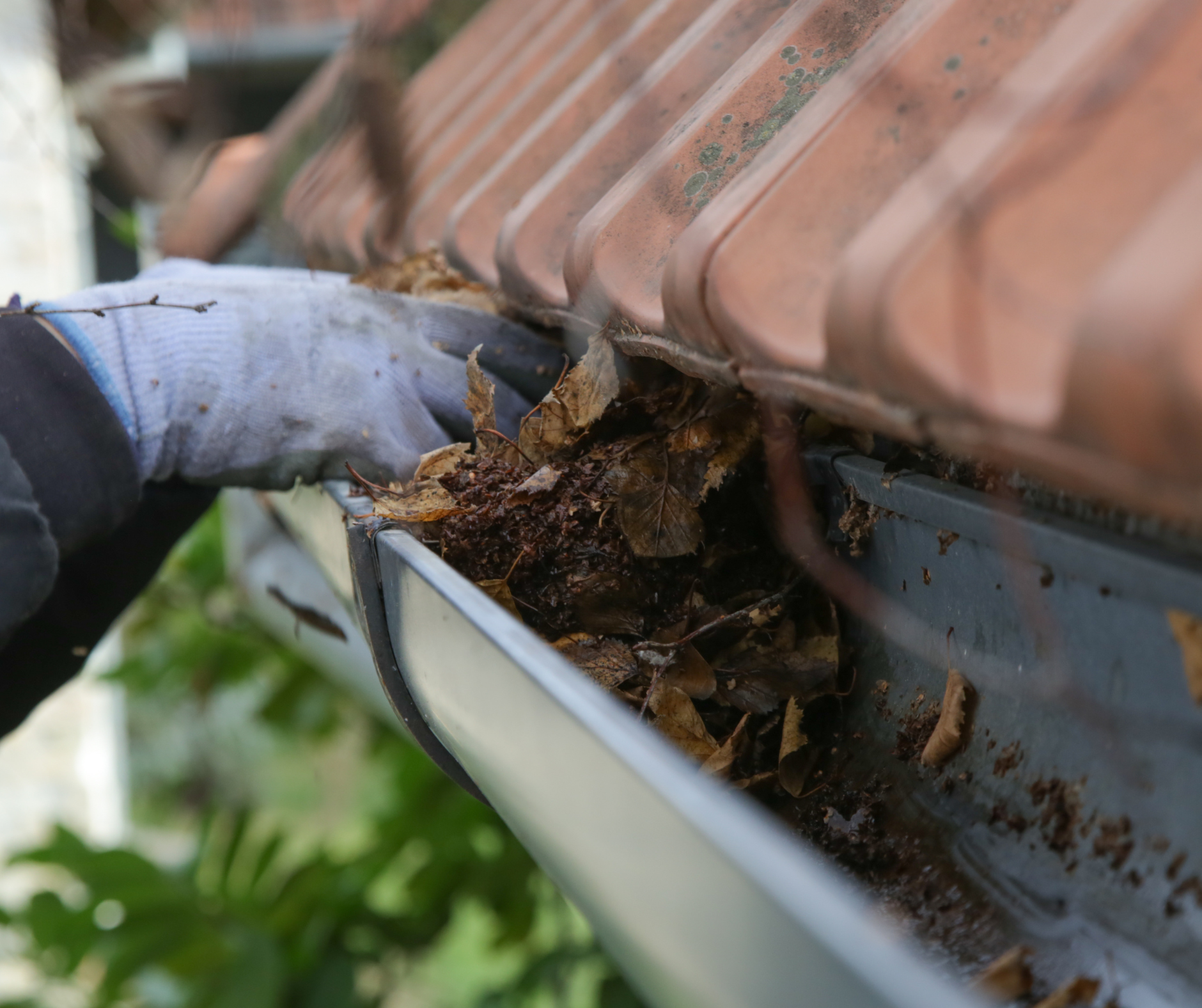 Person cleaning a gutter filled with leaves, wearing gloves.