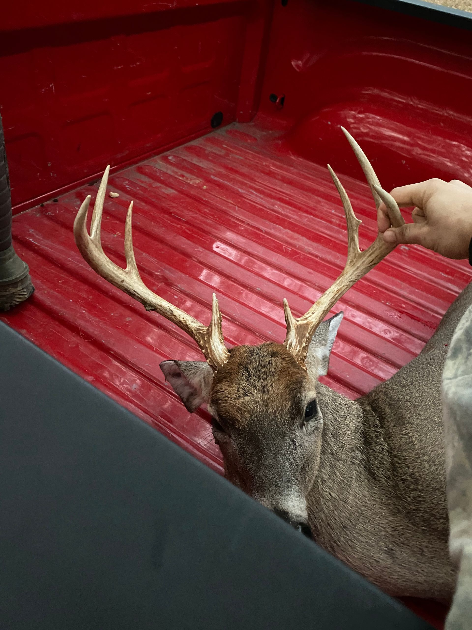A harvested deer with large antlers lies in the red bed of a pickup truck; a person's hand touches the antlers.