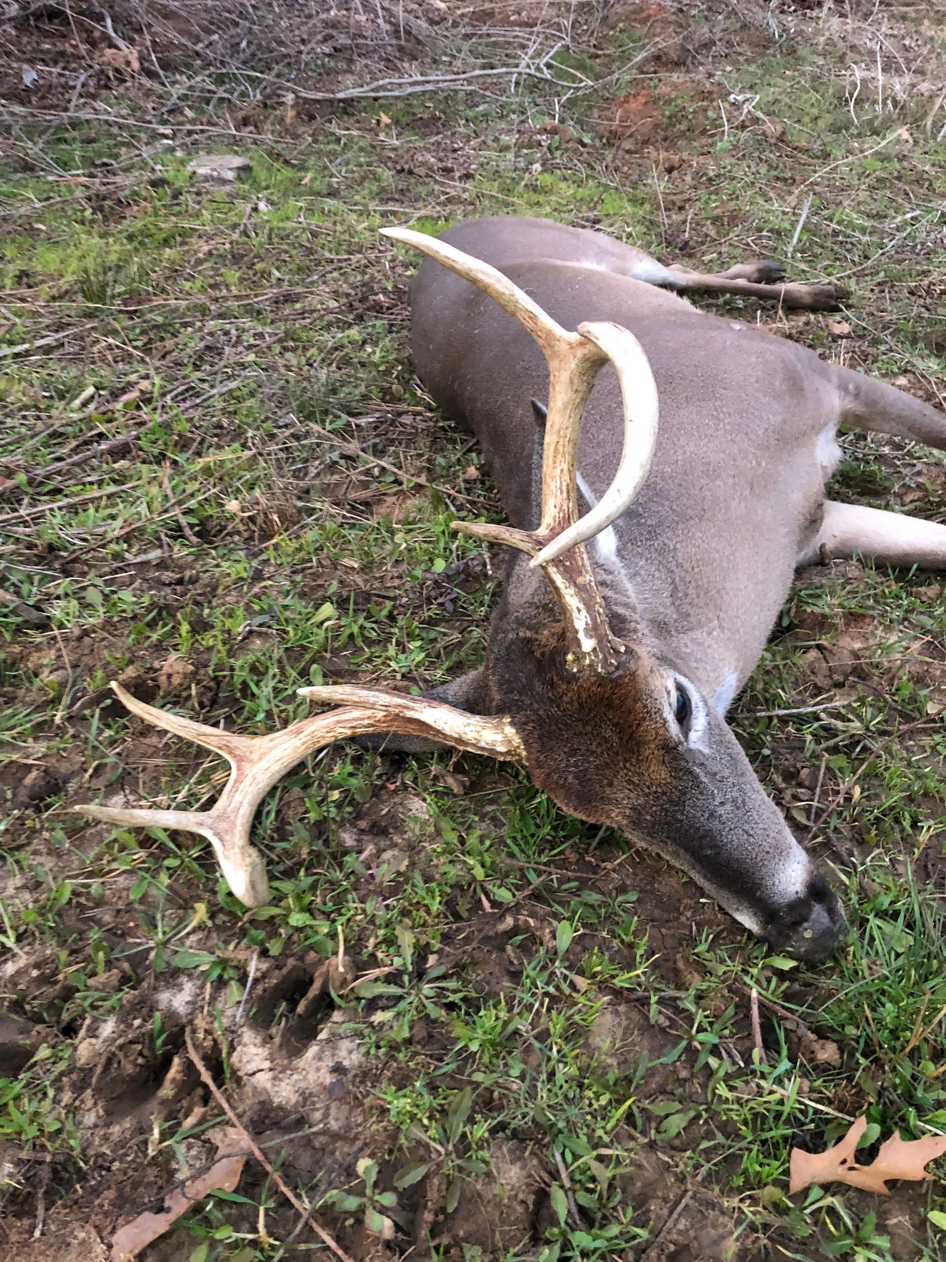 A dead deer lying on the ground, with a large antler rack. The ground is covered in grass and leaves.