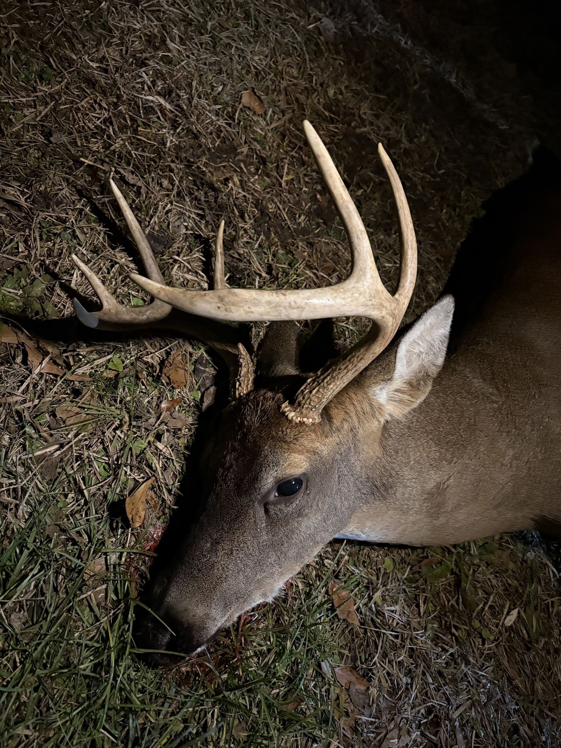 A deceased deer with large antlers rests on the ground, illuminated at night. Its fur is brown and it lies on grass and dirt.