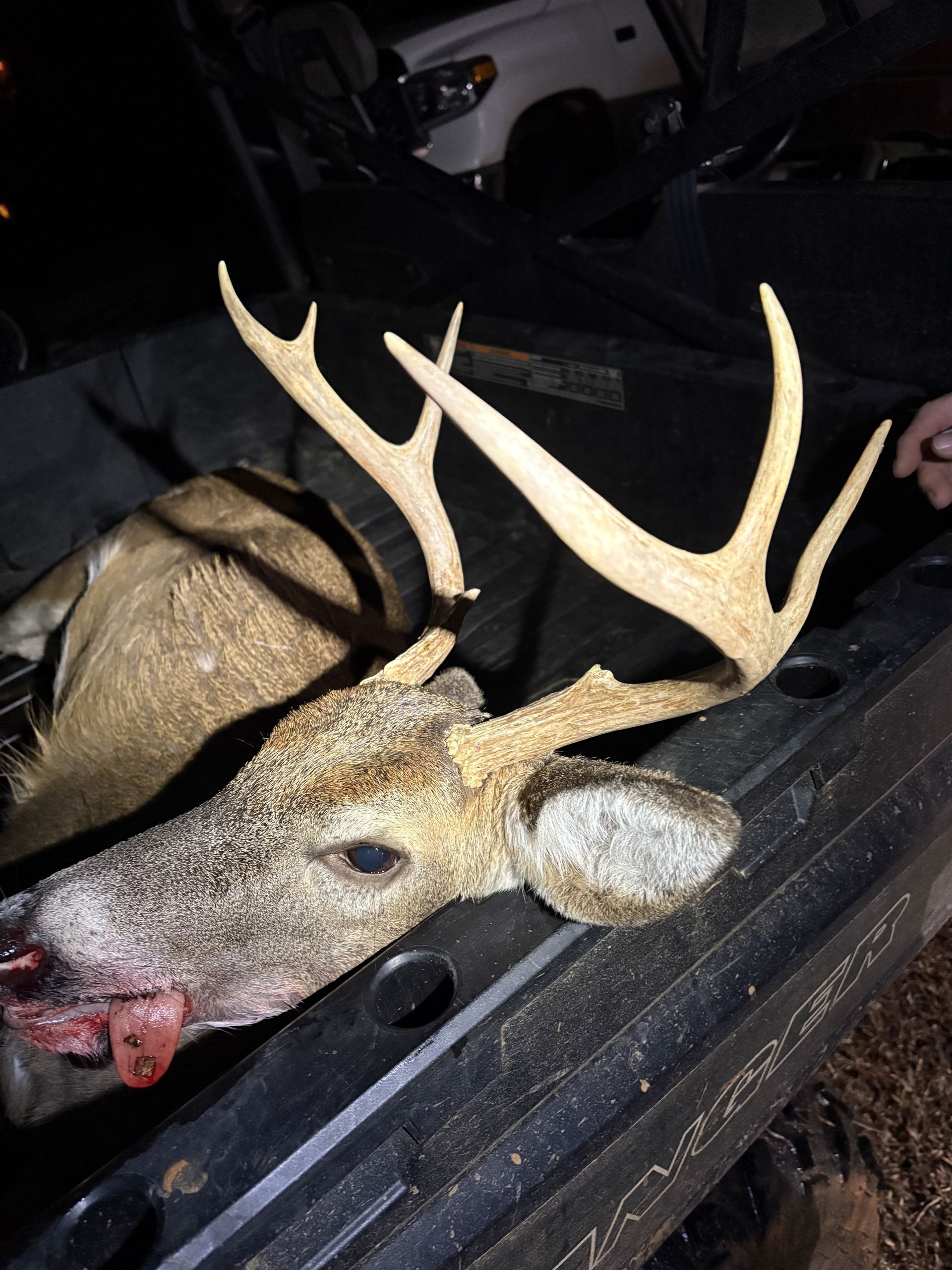 A dead deer with large antlers lies in the back of a truck. The deer has its tongue out and is in a nighttime setting.