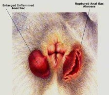 Illustration from Hill's Atlas of Veterinary Clinical Anatomy