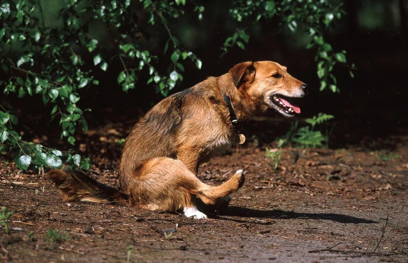 Image of a dog scooting on his bottom