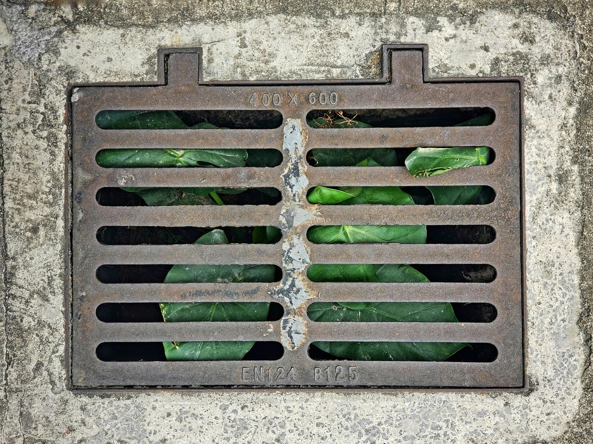 Metal drain cover with leaves inside set in concrete.