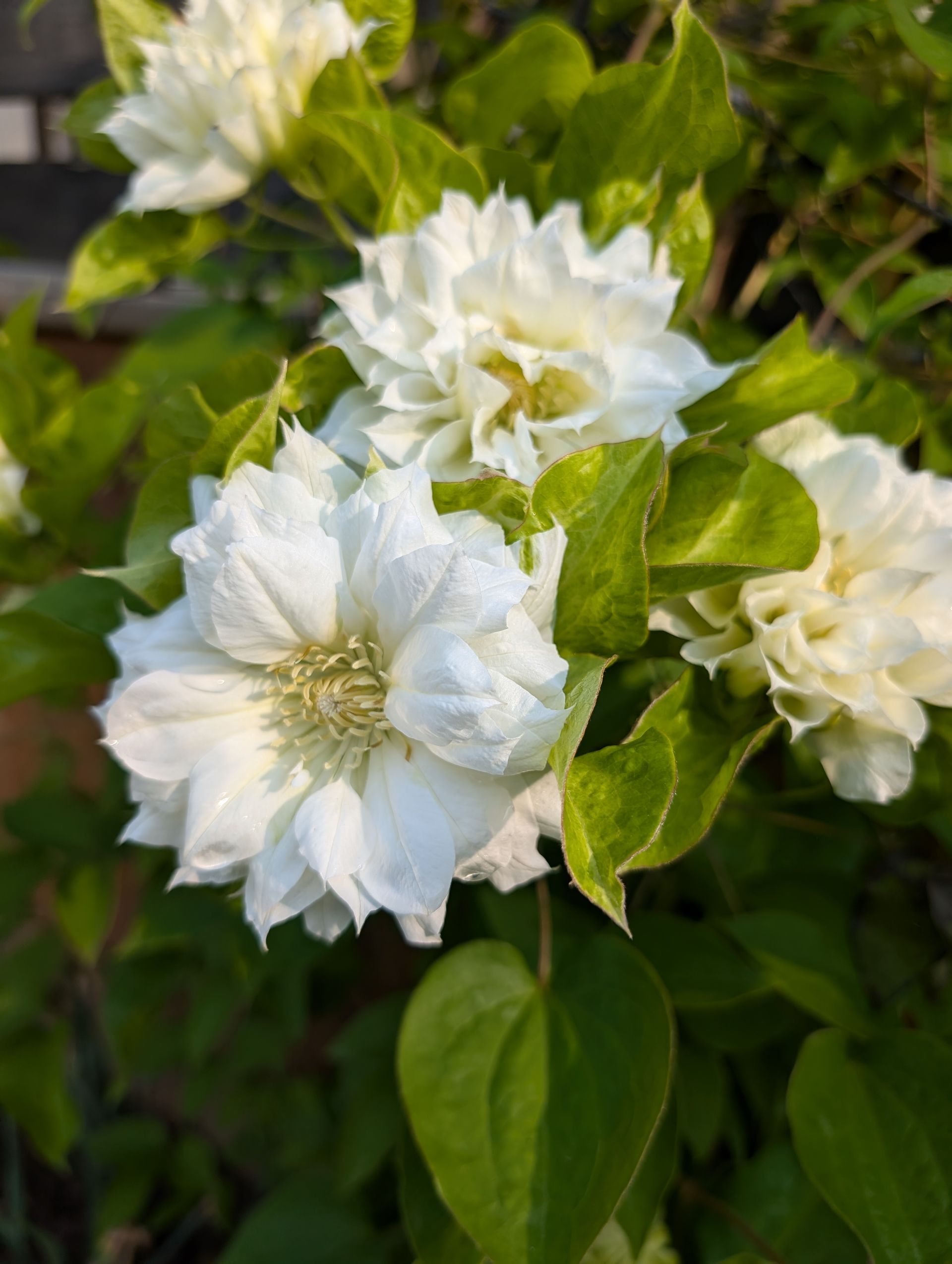 Duchess of Edinburgh Clematis