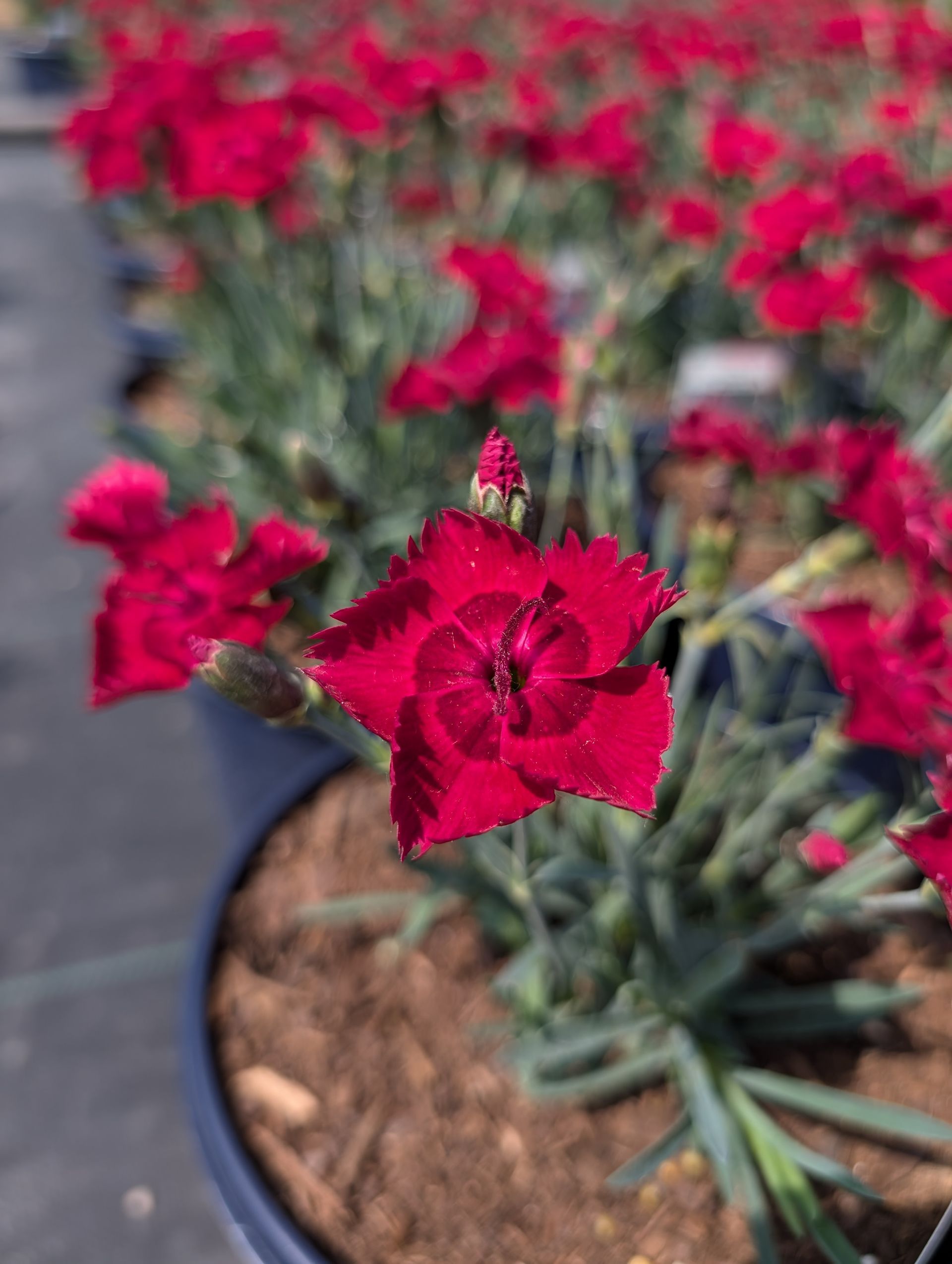 STAR SINGLE™ Fire Star Pinks