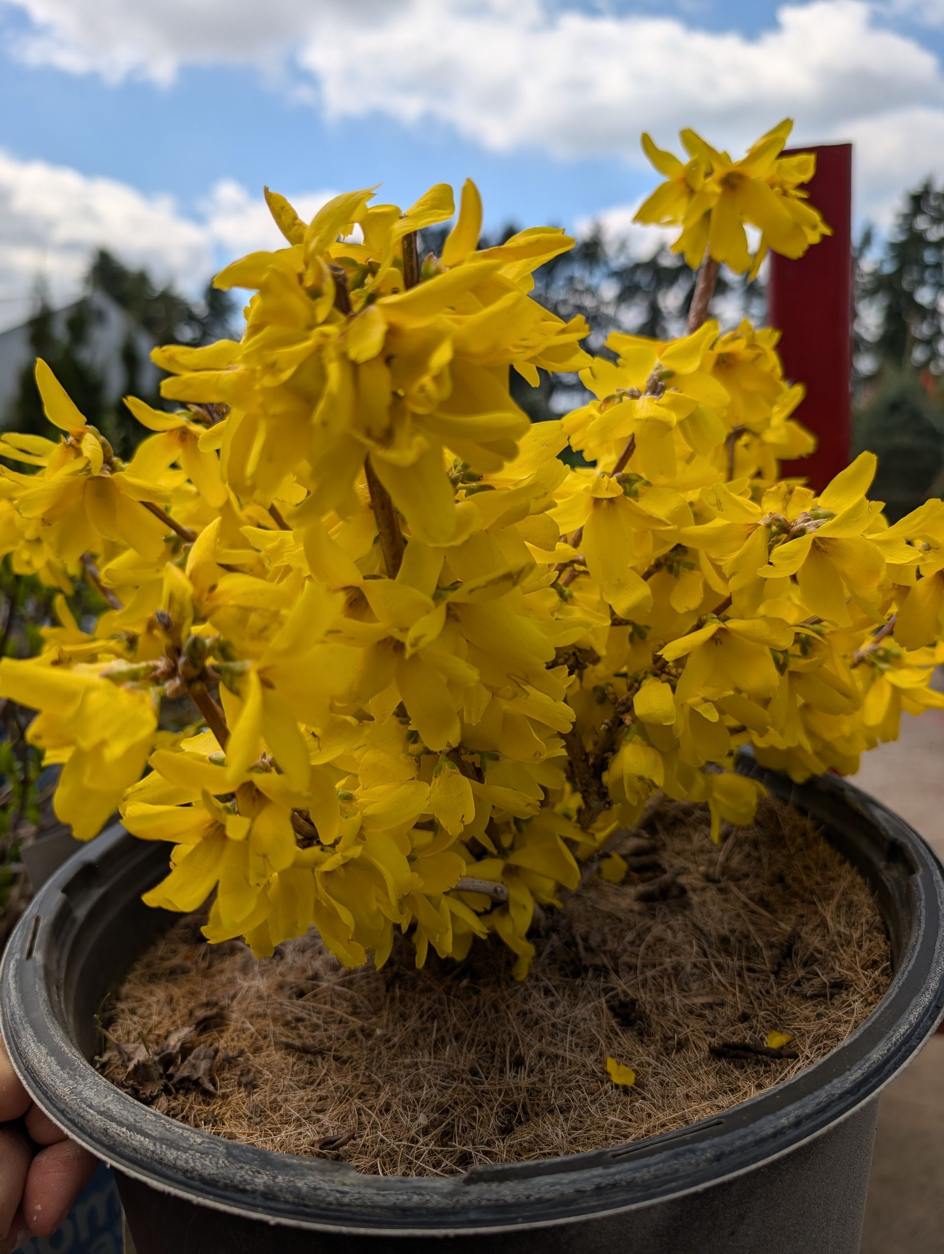 A bush with yellow flowers is growing in the dirt in a garden.