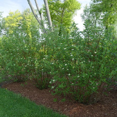 Arctic Fire® Red Osier Dogwood