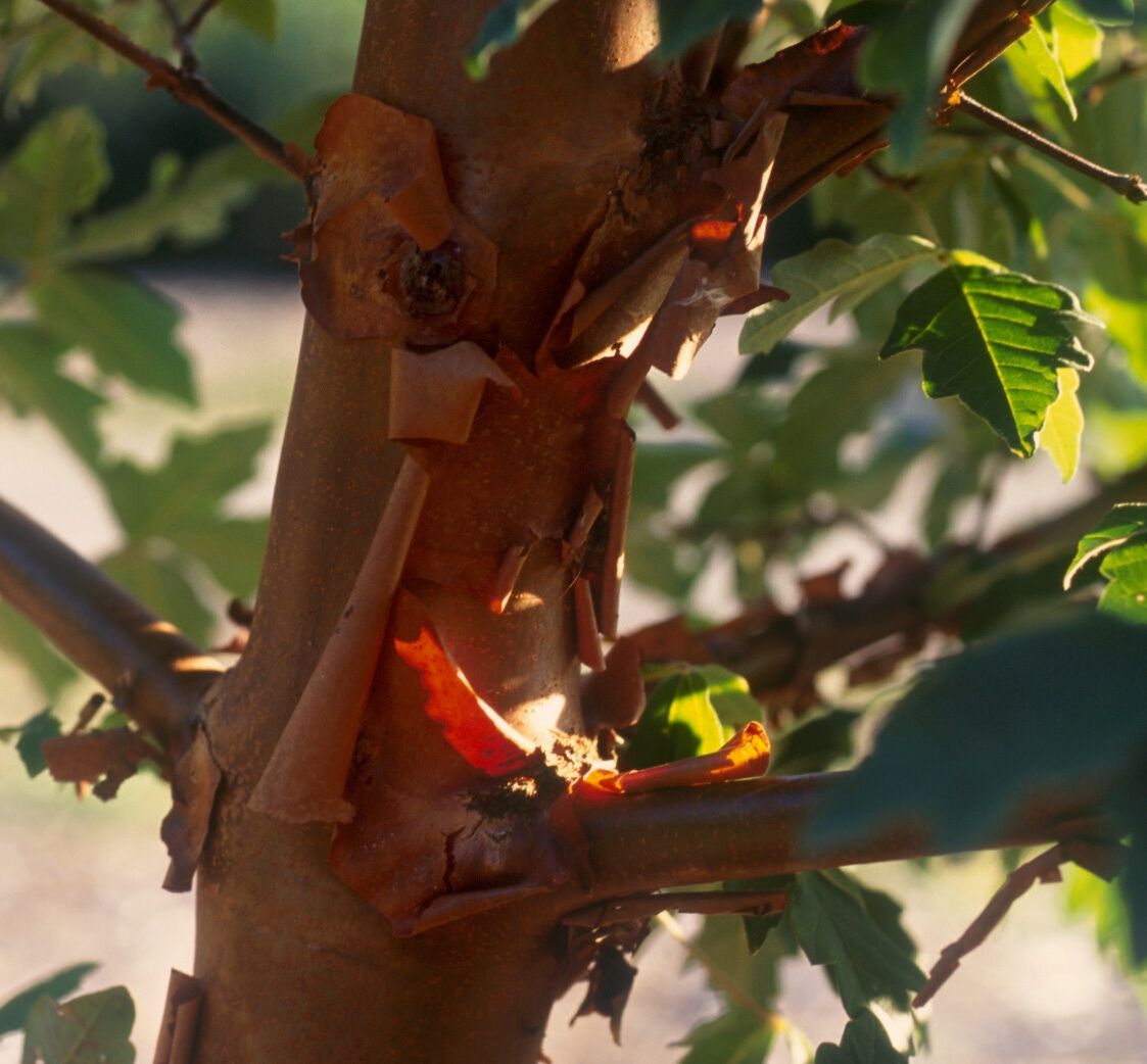 Paperbark Maple