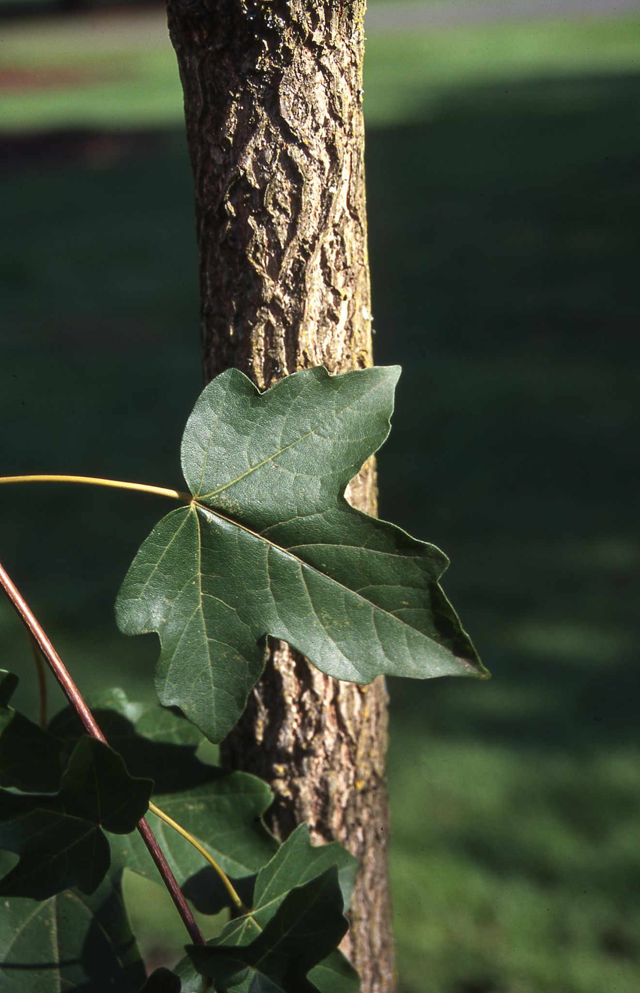 State Street® Maple