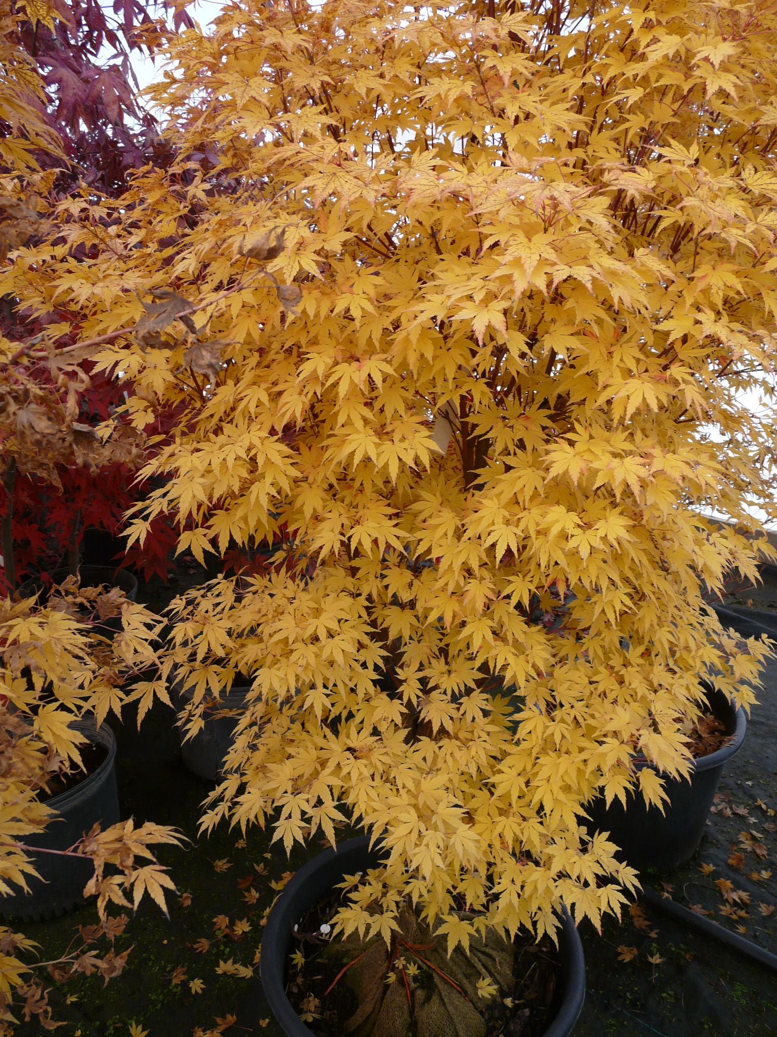 Coral Bark Japanese Maple