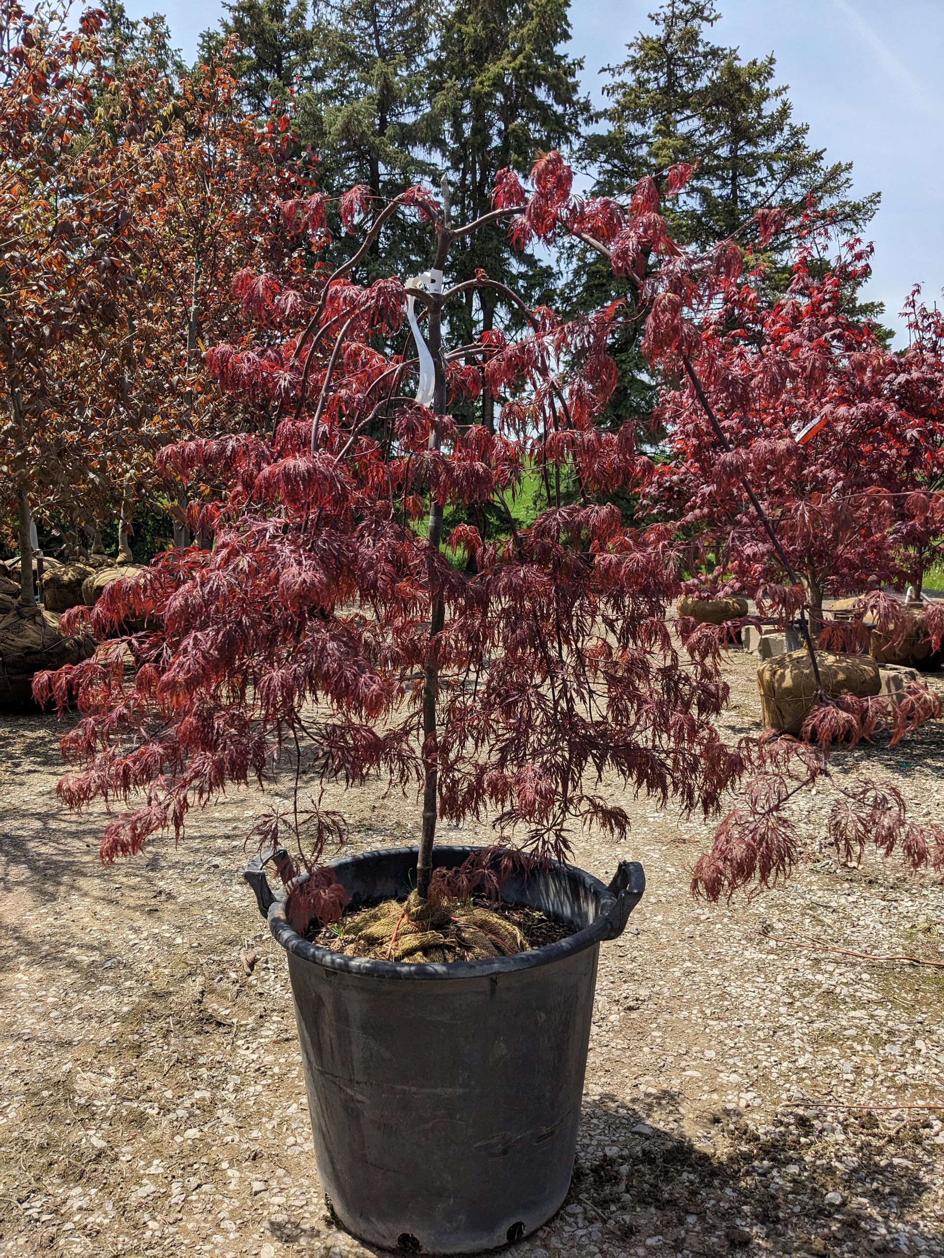 Inaba Shidare Japanese Maple