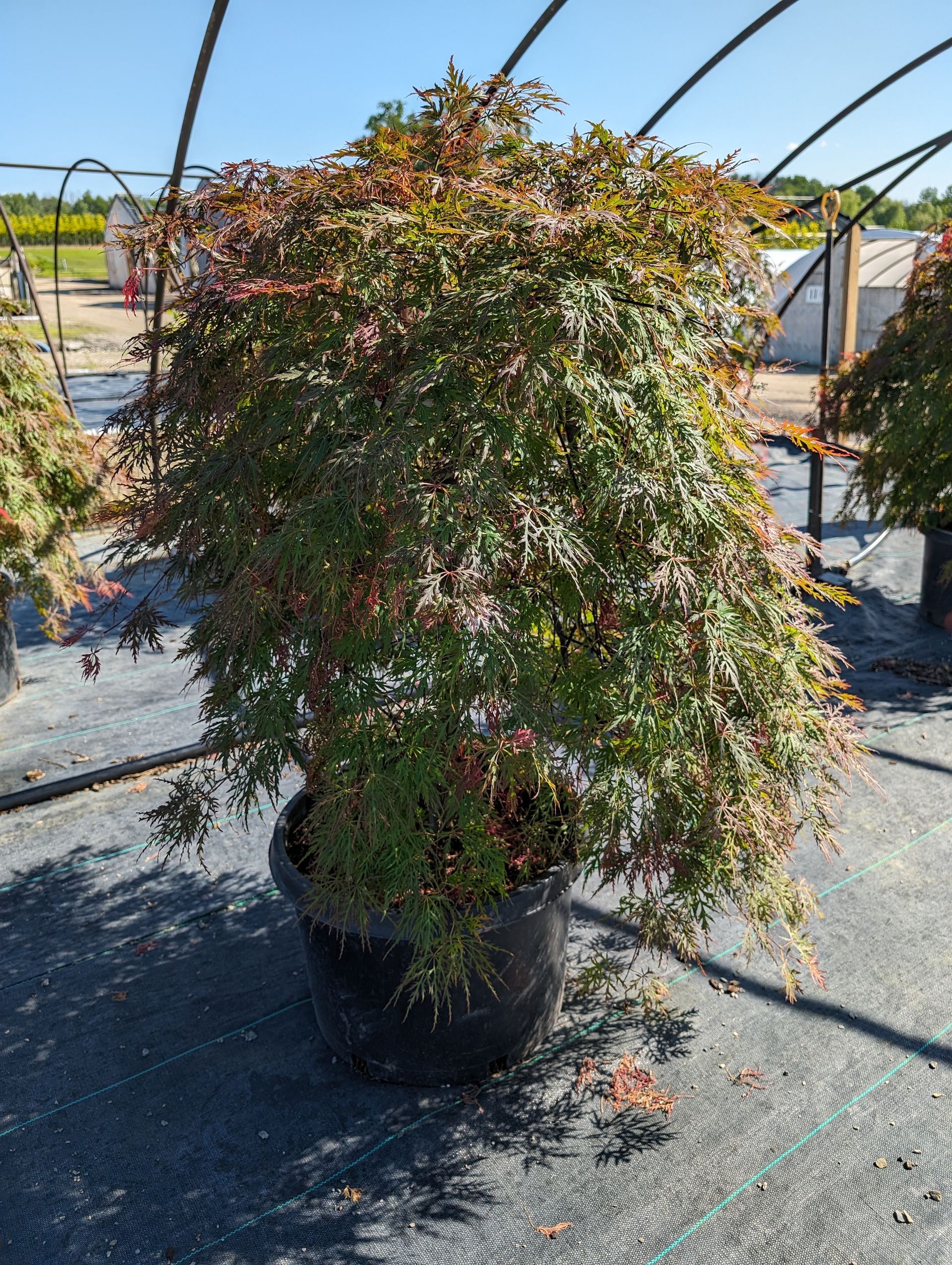 Orangeola Japanese Maple