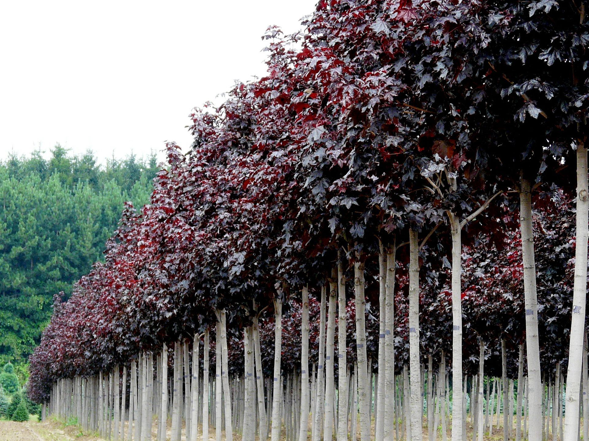 Crimson Sentry Maple