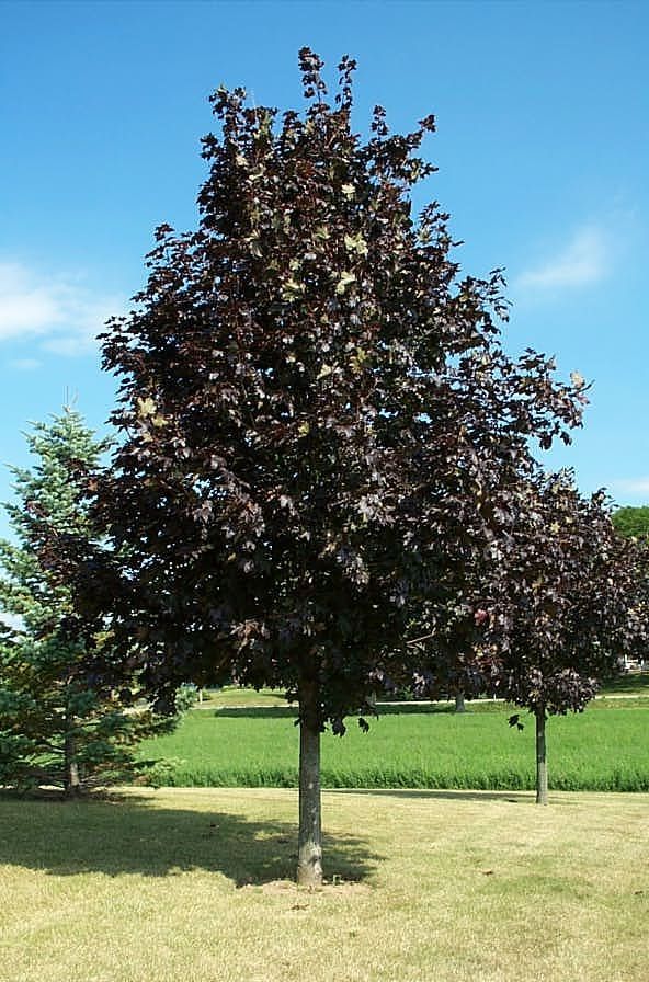 Crimson Sentry Maple