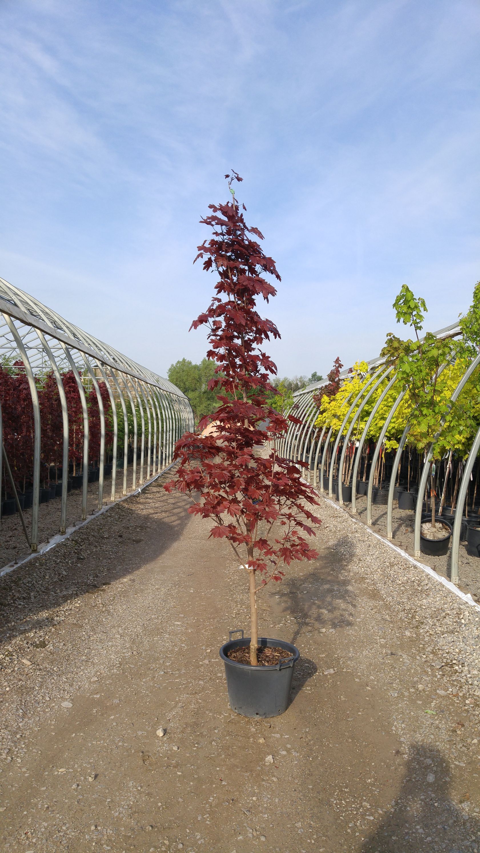 Crimson Sentry Maple