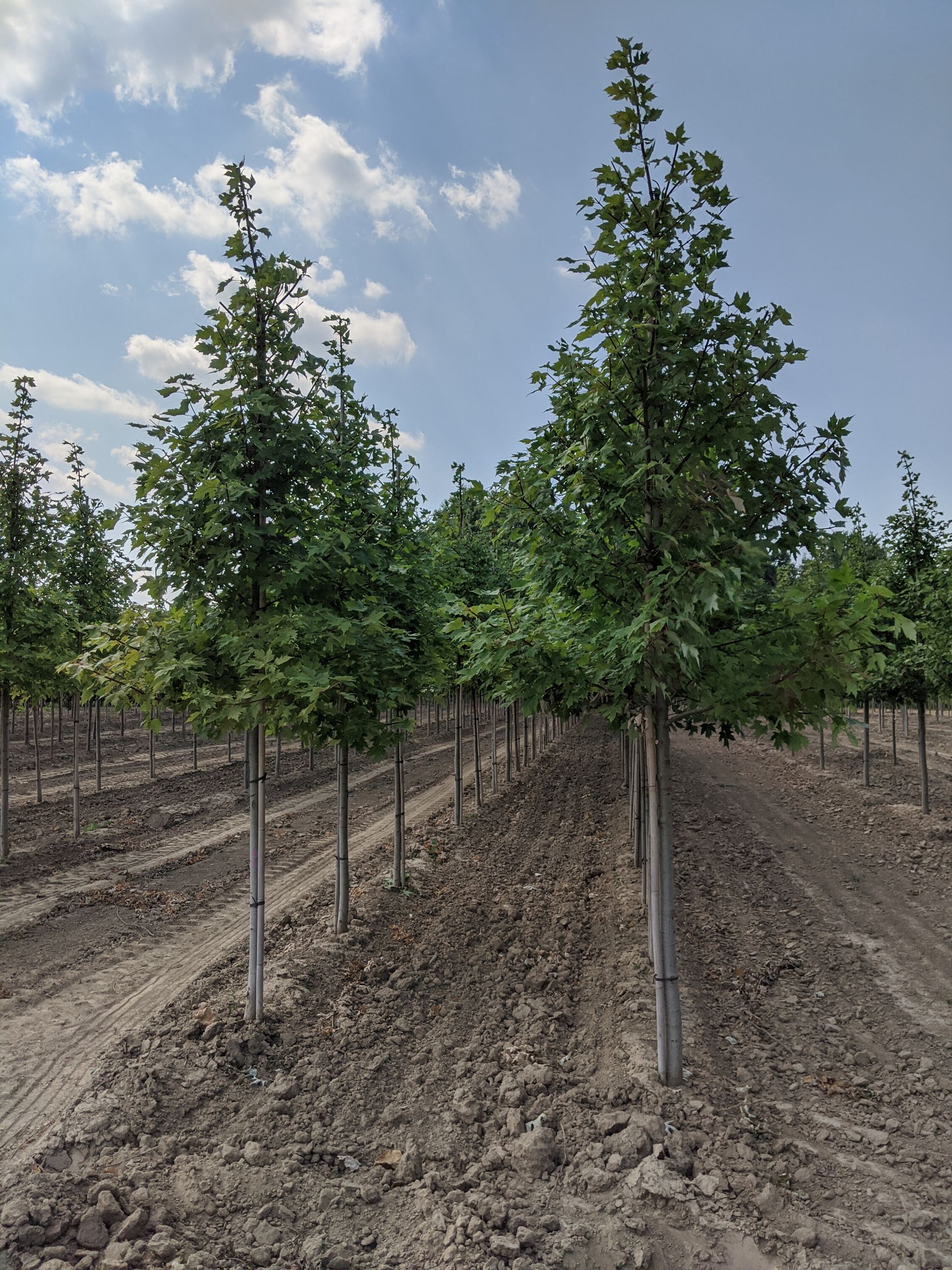 Autumn Blaze® Maple