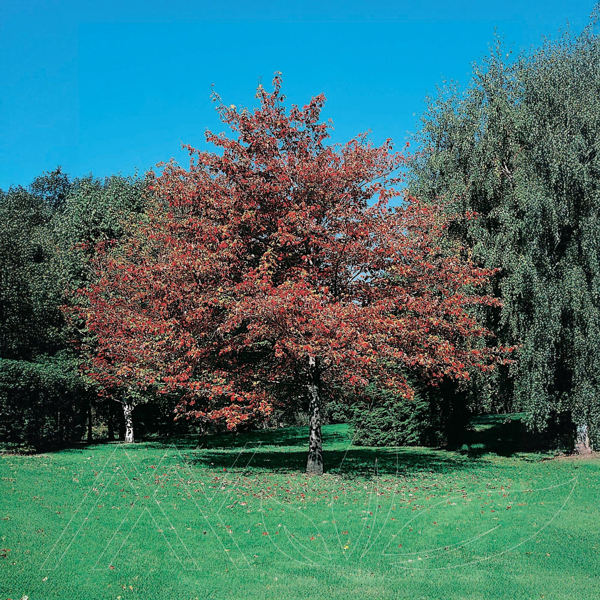 Red Maple