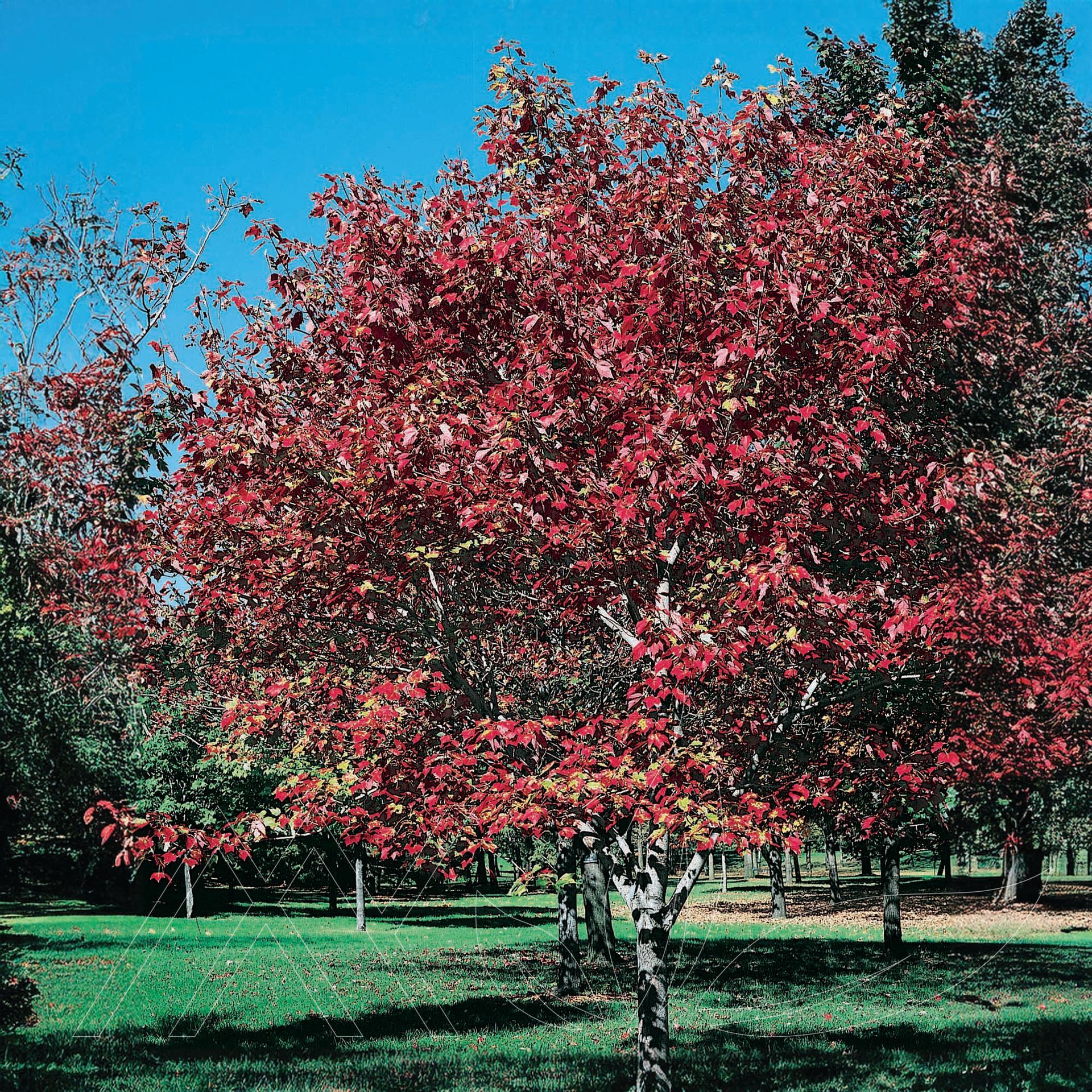 Silver or Soft Maple