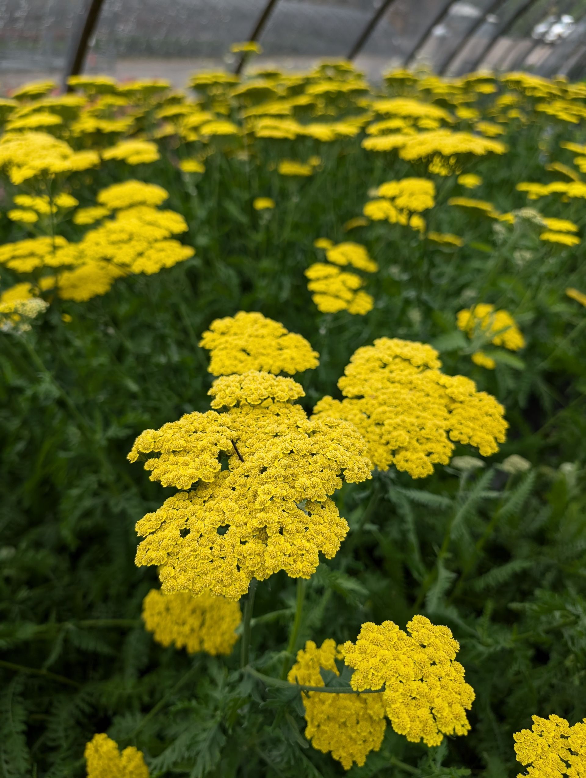 Moonshine Yarrow