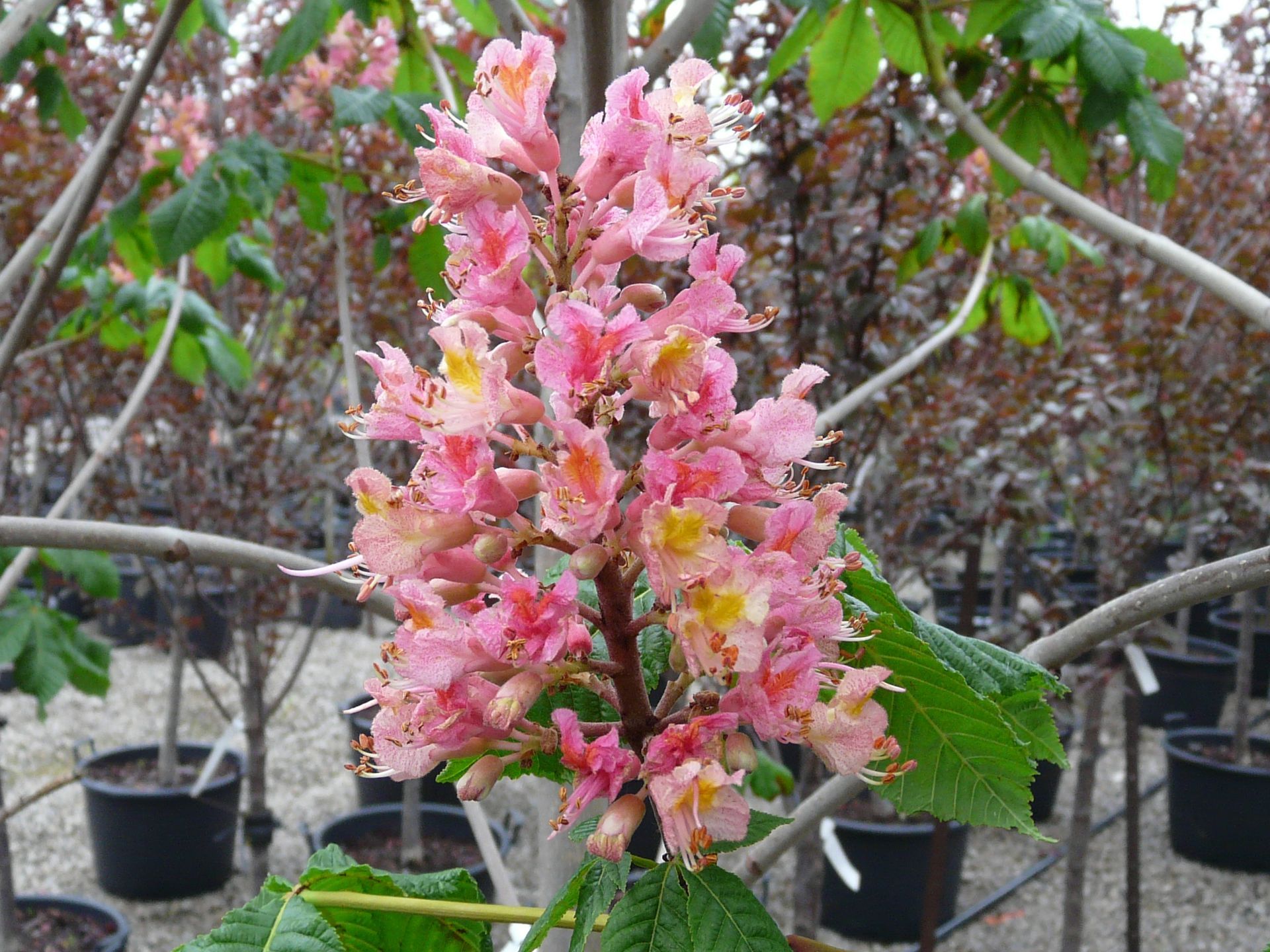 Ruby Red Horsechestnut