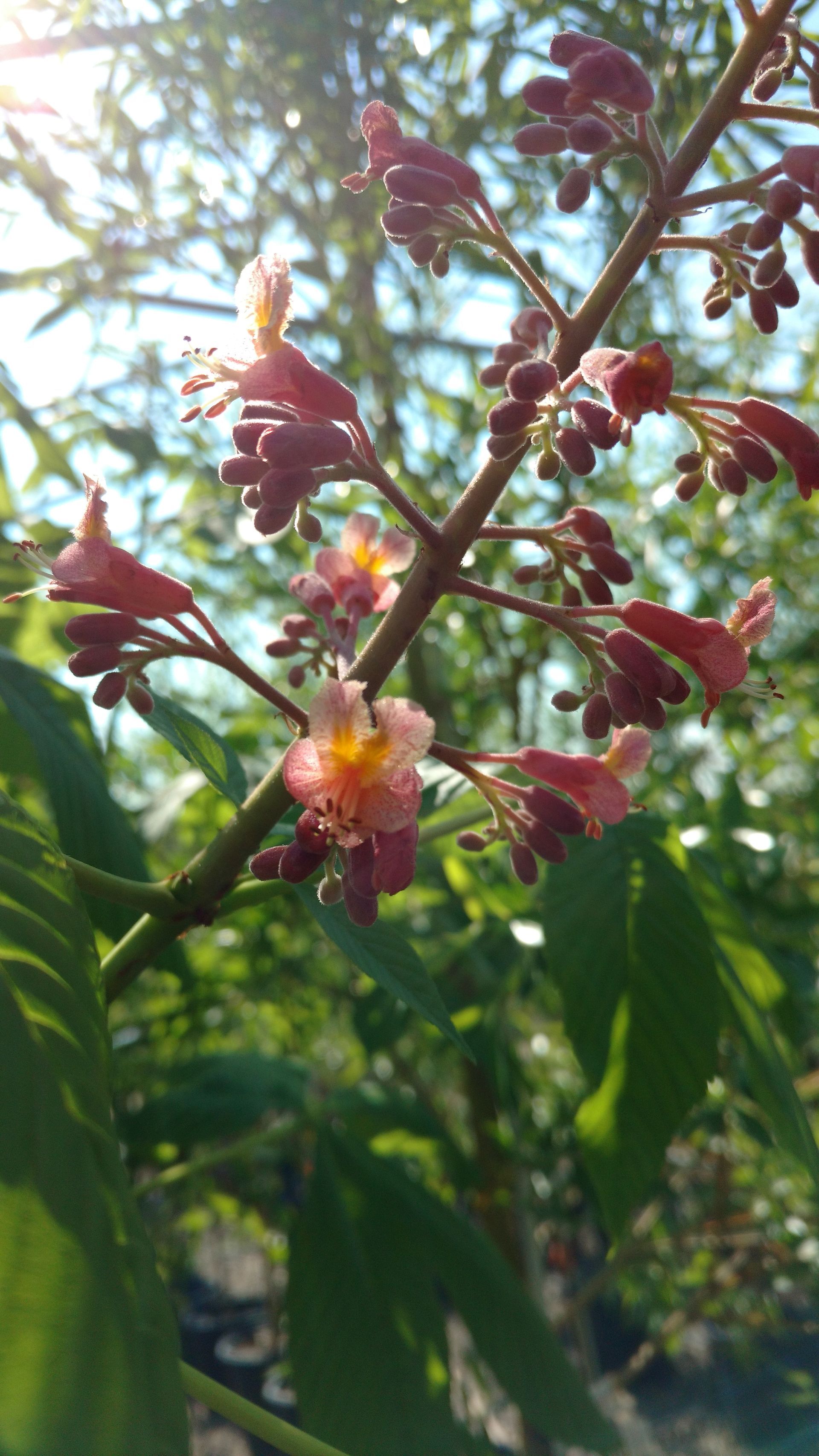 Fort McNair Horsechestnut