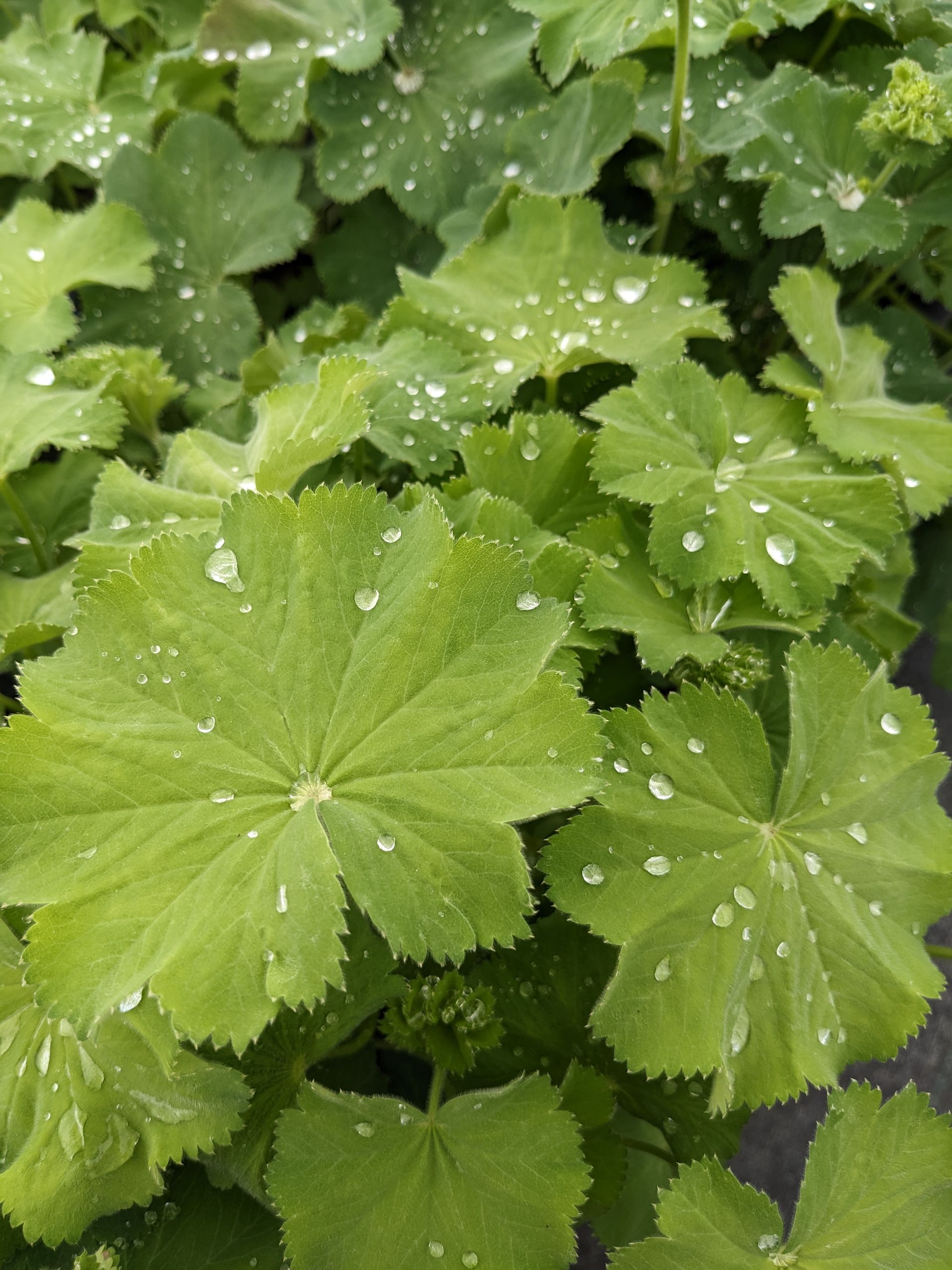 Lady's Mantle