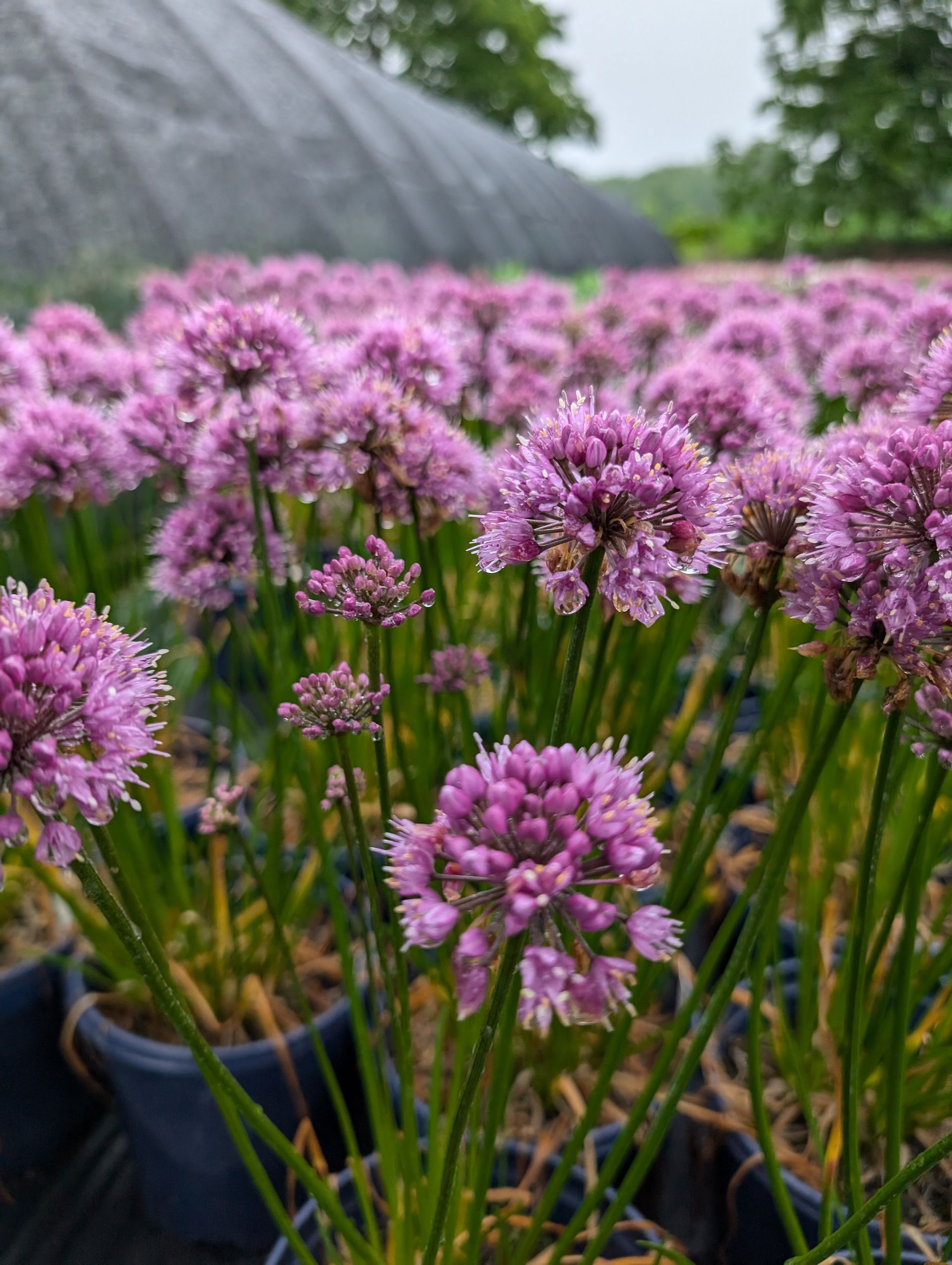 Windy City Ornamental Onion