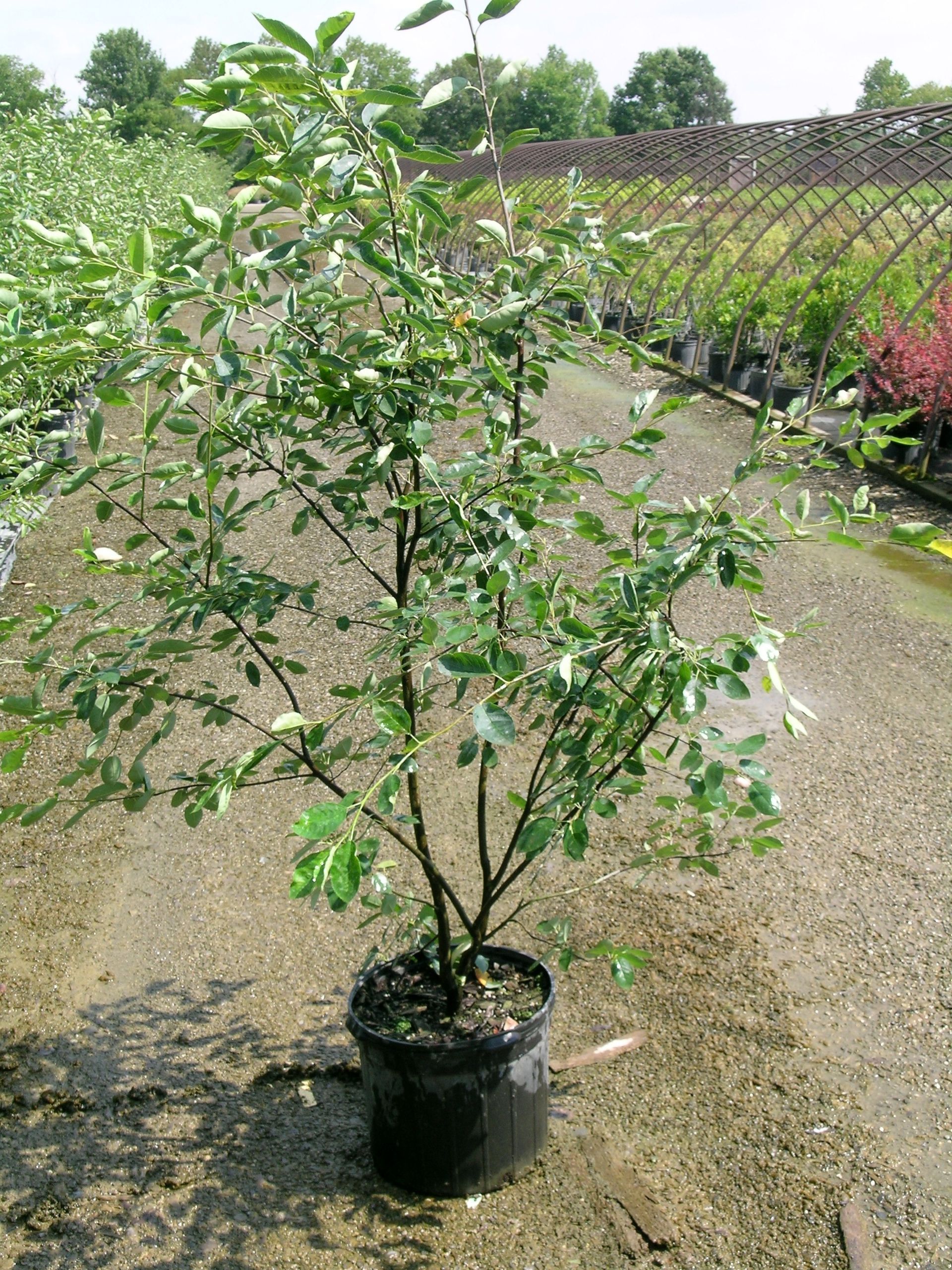 Shadblow Serviceberry