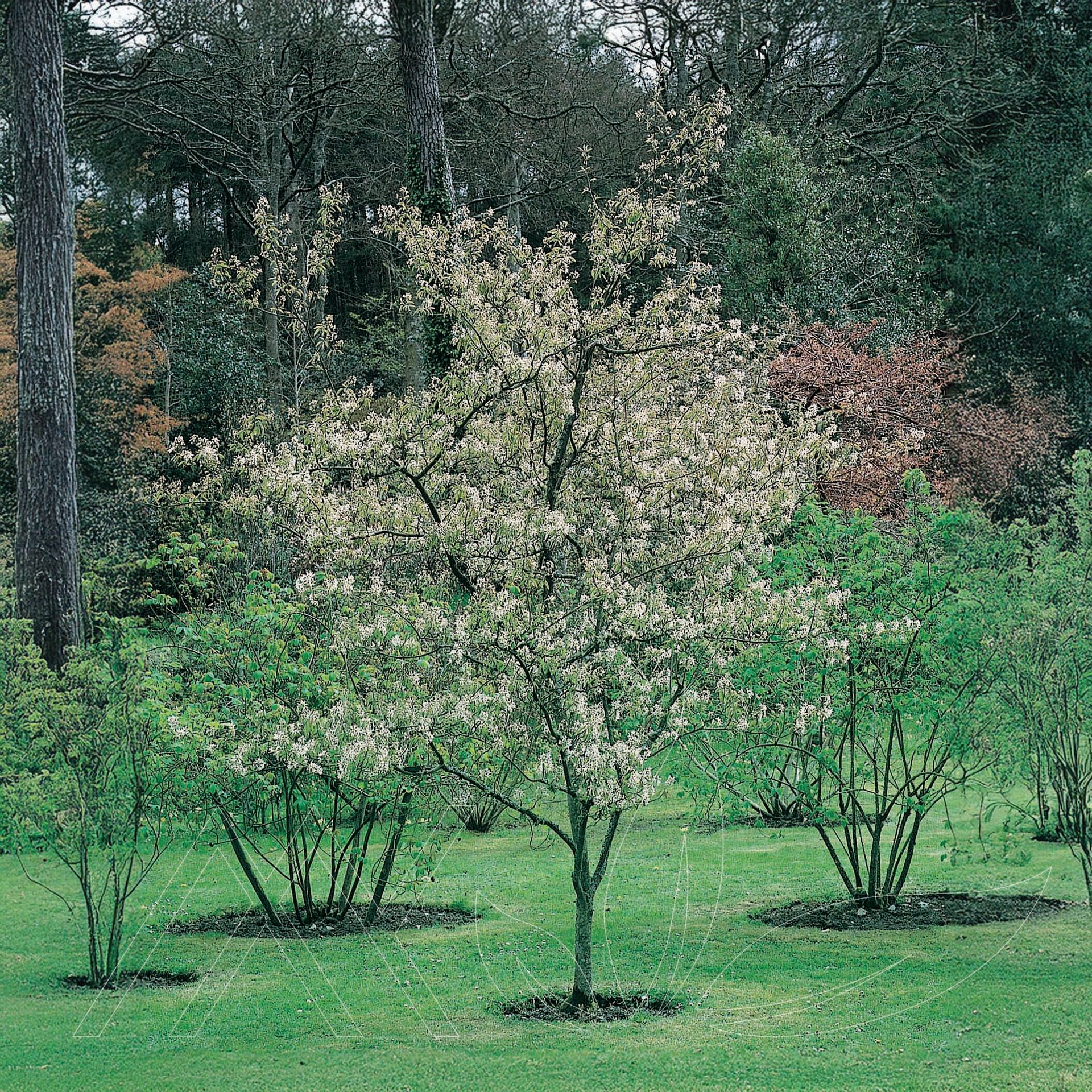 Ballerina Serviceberry