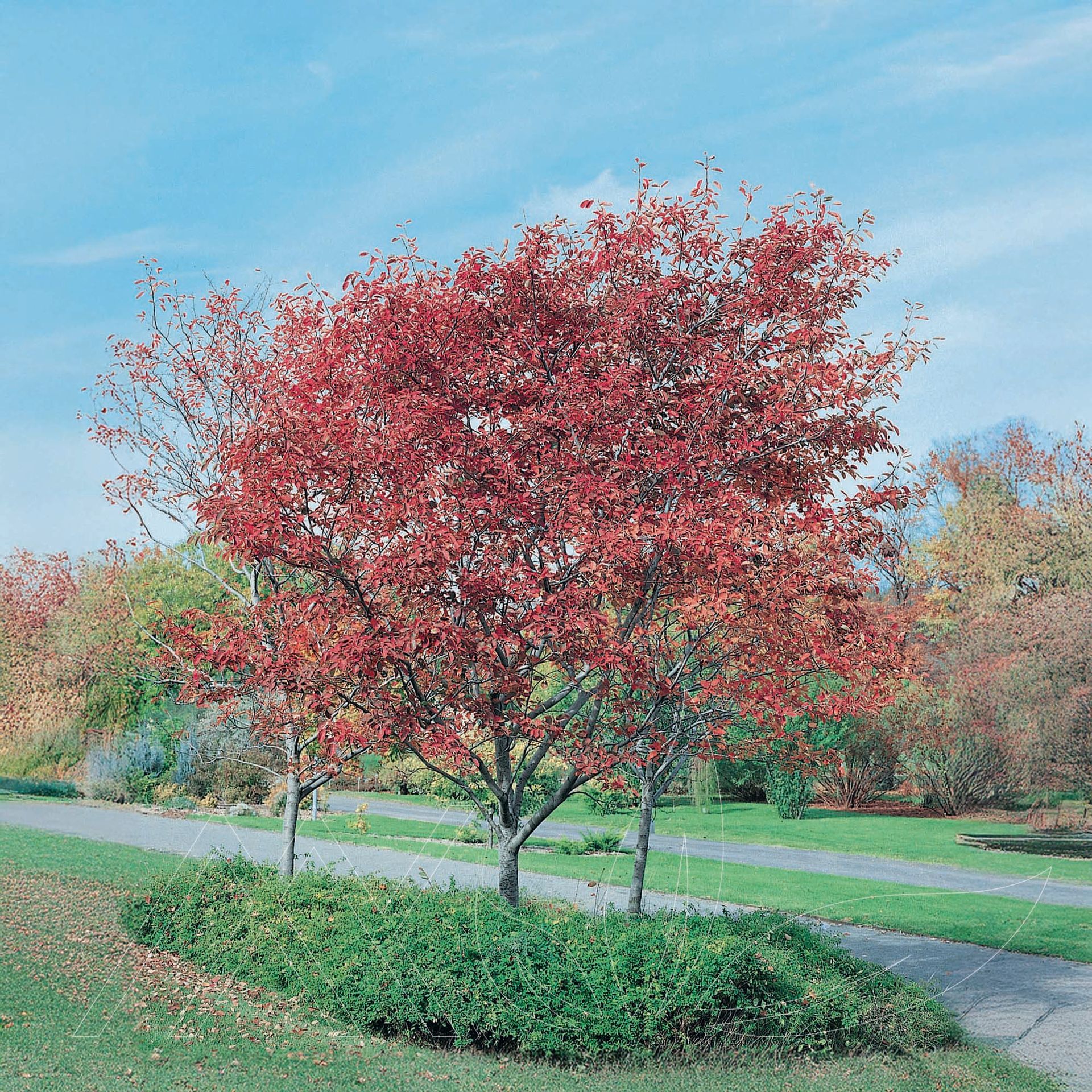 Robin Hill Serviceberry
