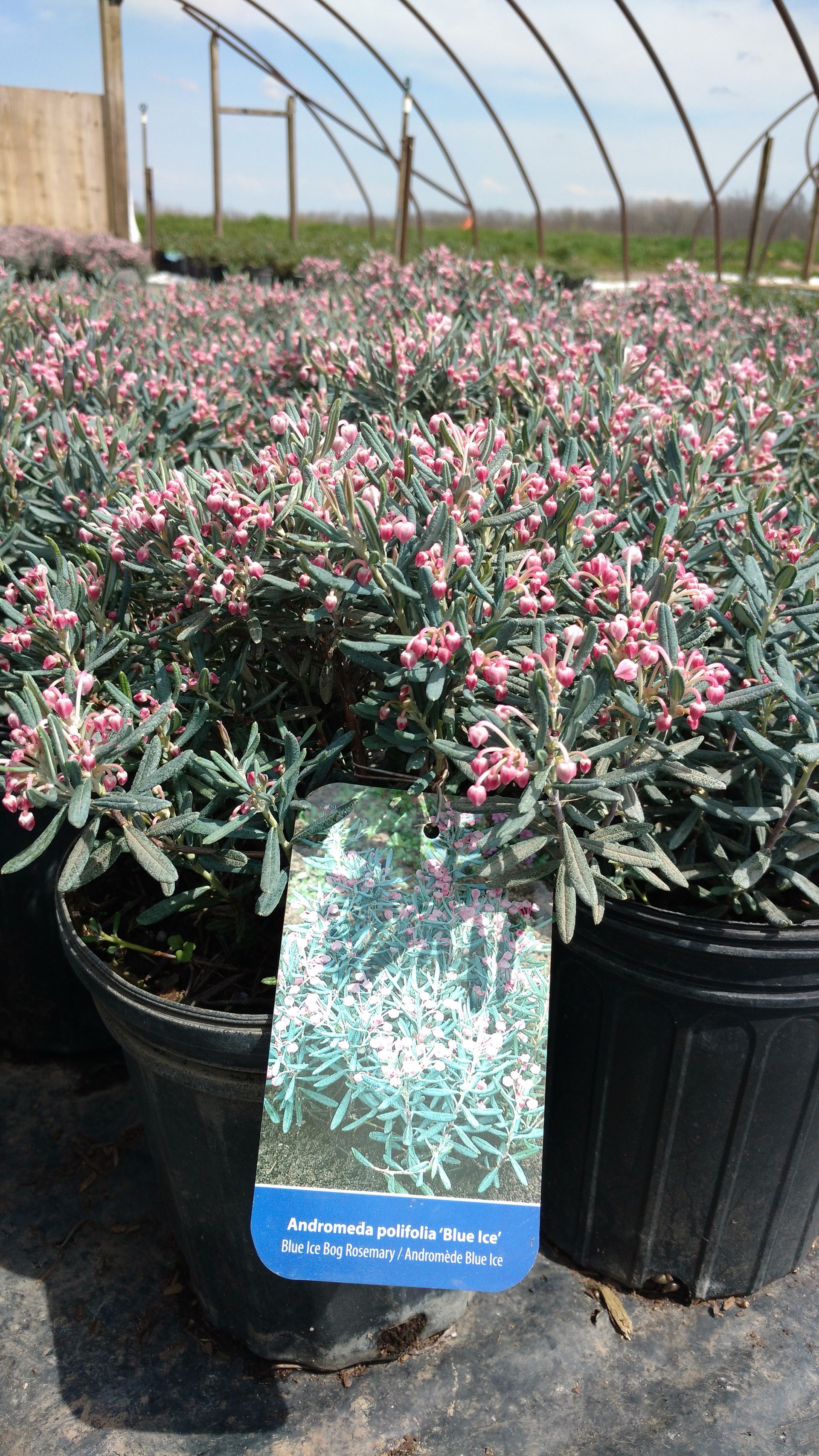 Blue Ice Bog Rosemary