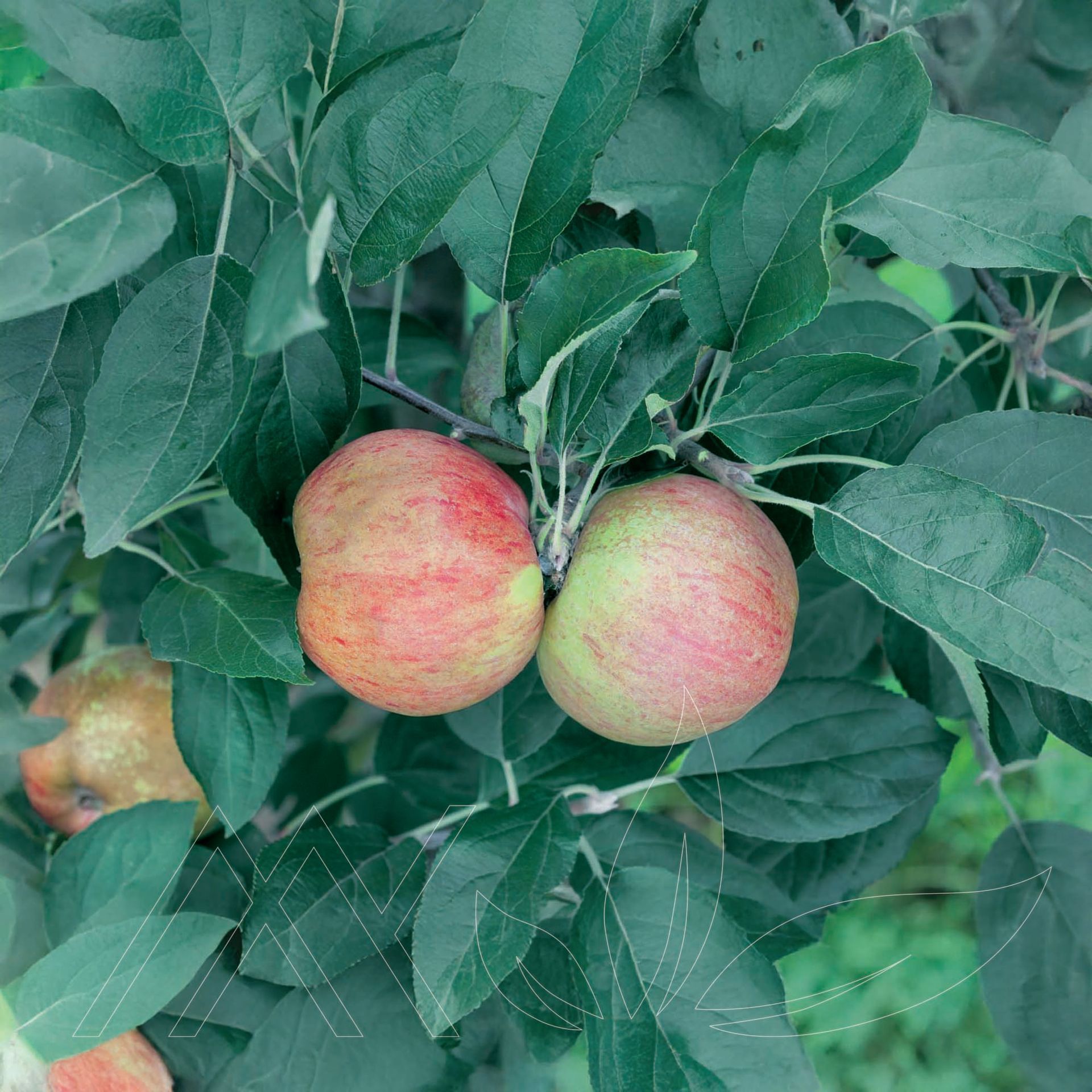 Gravenstein Apple