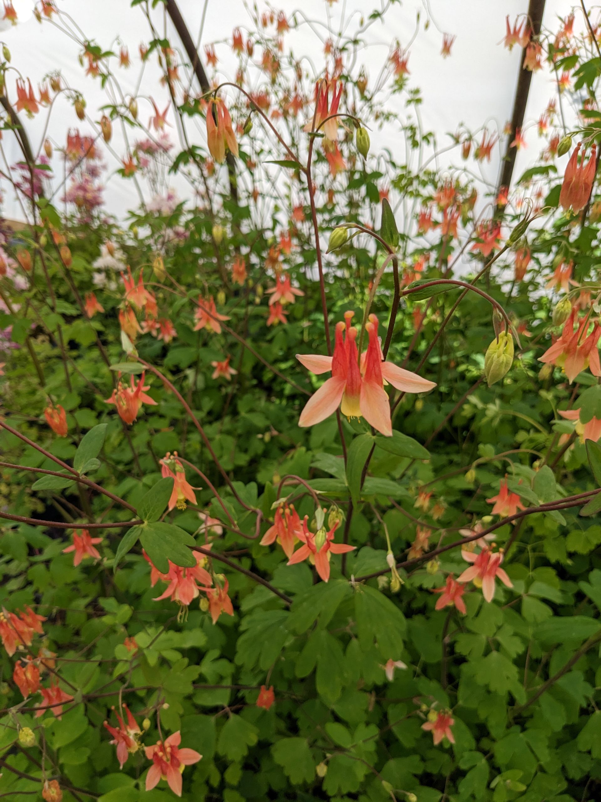 Columbine