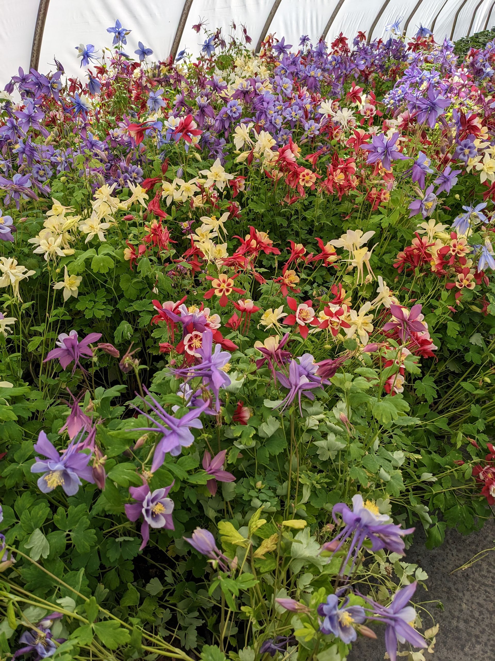 Earlybird™ Columbine Mix