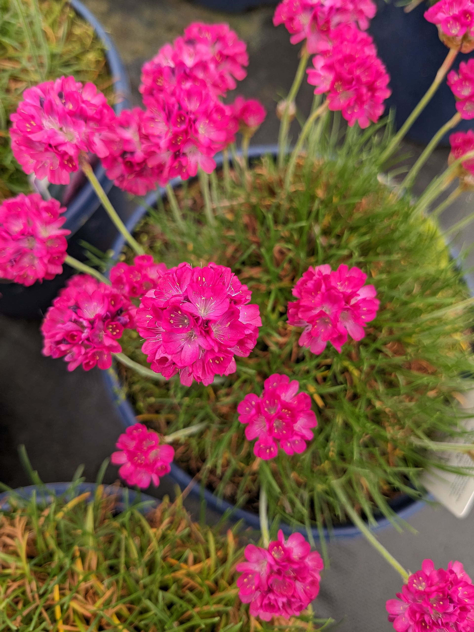 Morning Star Rose Sea Thrift