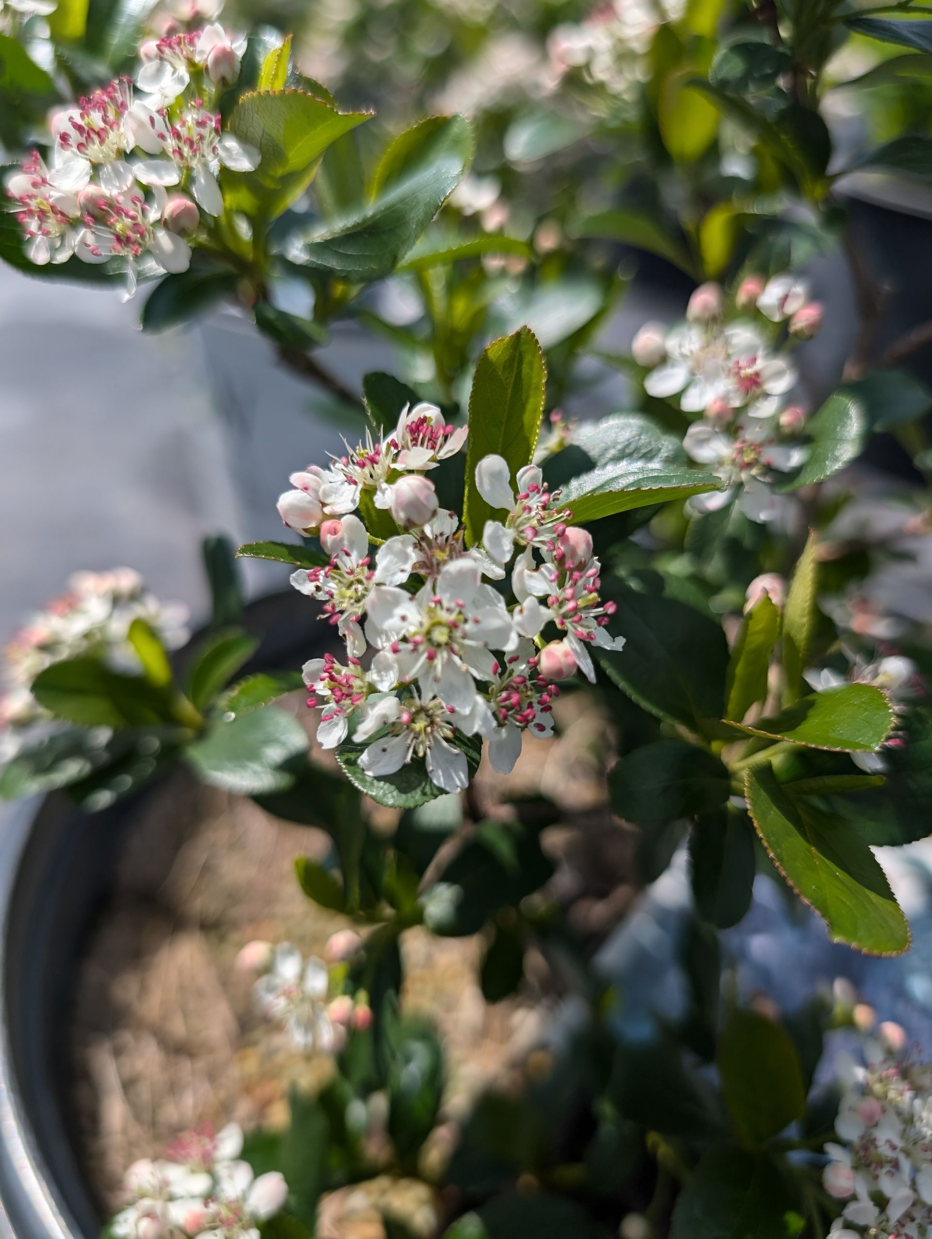 Low Scape Mound® Chokeberry