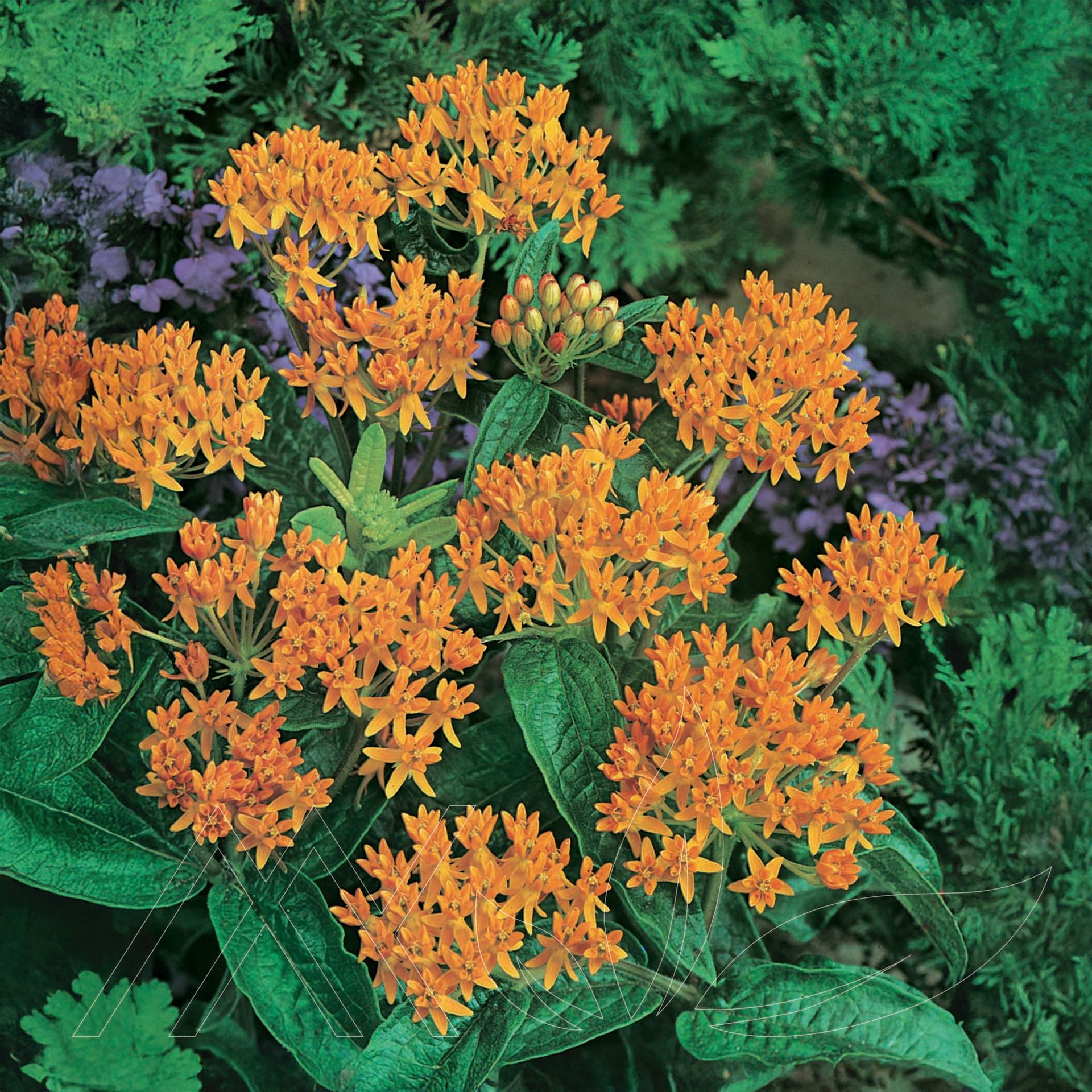 Butterfly Milkweed