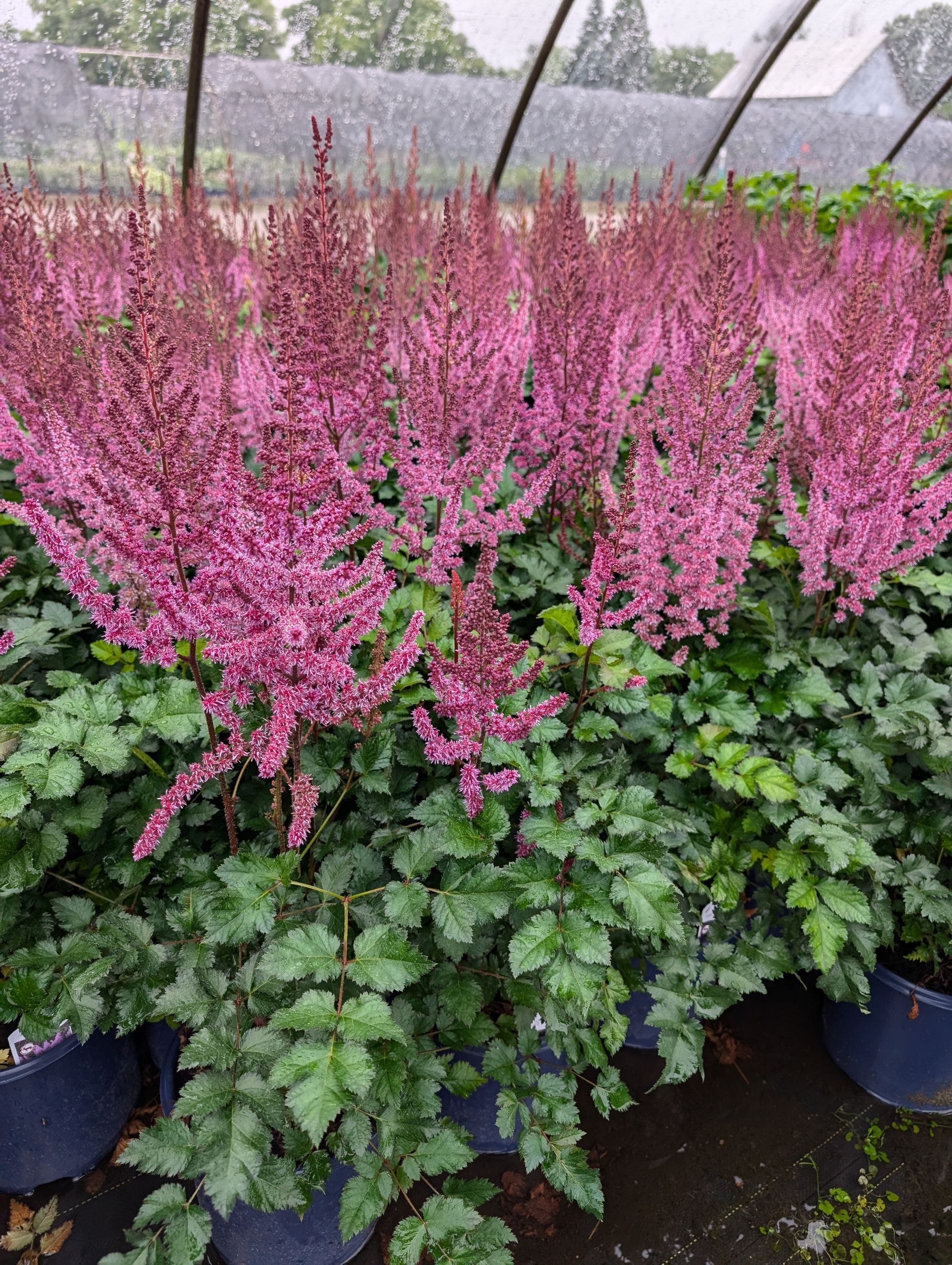 Purple Candles False Spirea