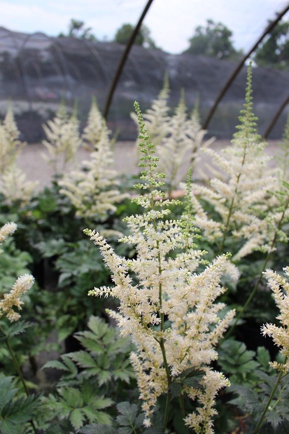 Vision in White False Spirea